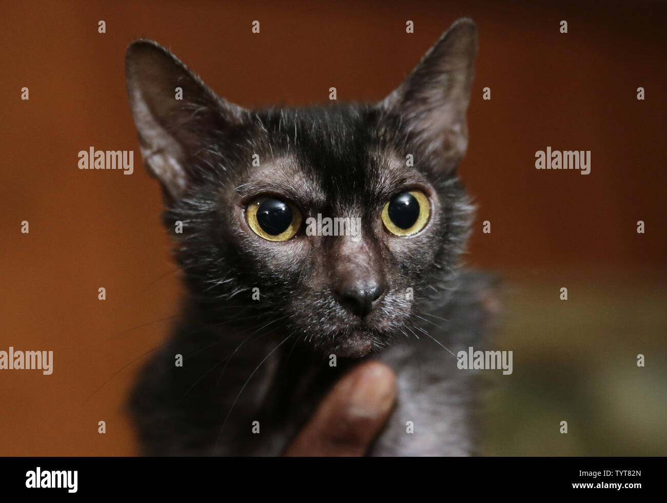 Lykoi Banque D Image Et Photos Alamy