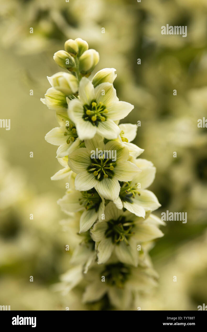 L'hellébore blanc (Veratrum album), également connu sous le nom de false helleborine, une plante toxique originaire d'Europe et d'Asie occidentale. Banque D'Images