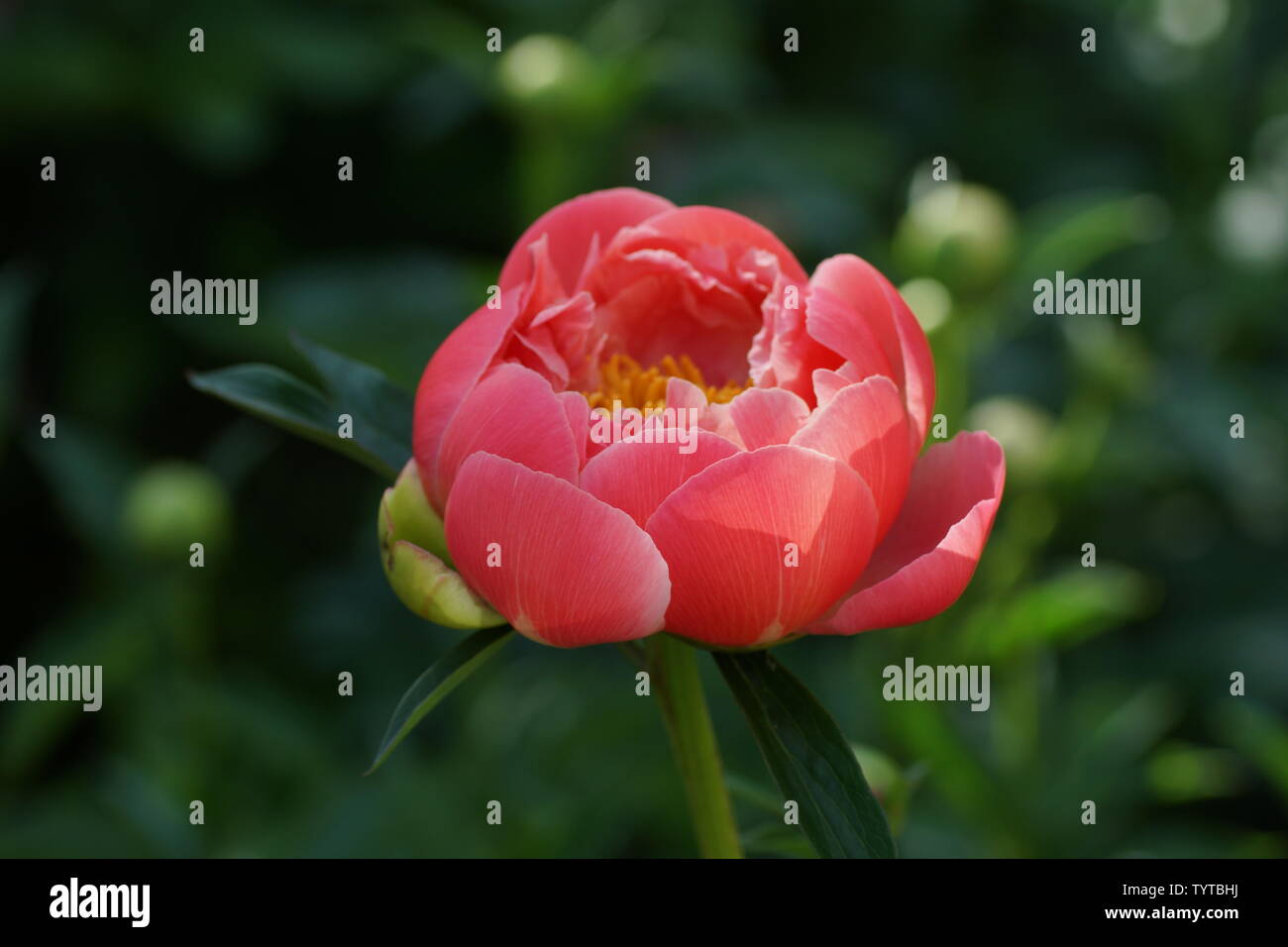 La pivoine Coral Charm. Semi-double, de pivoine rose fleur. Paeonia lactiflora pivoine chinoise (ou même jardin pivoine) Banque D'Images