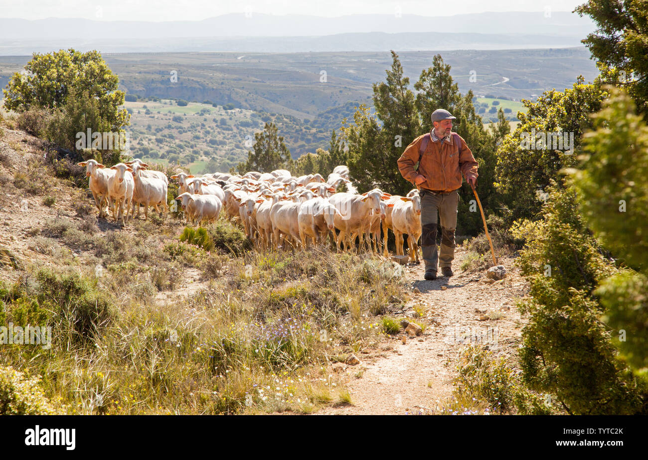 Shepard espagnol menant son troupeau de moutons sur les collines dans la région de Montes Universales près de Albarracin dans la région de l''Aragon Espagne Banque D'Images