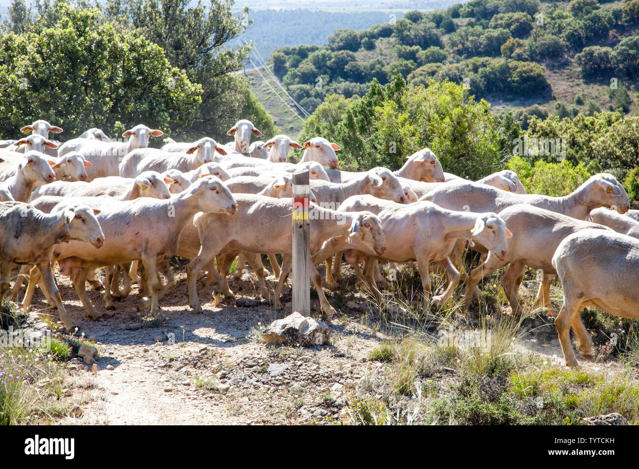 Shepard espagnol menant son troupeau de moutons sur les collines dans la région de Montes Universales près de Albarracin dans la région de l''Aragon Espagne Banque D'Images