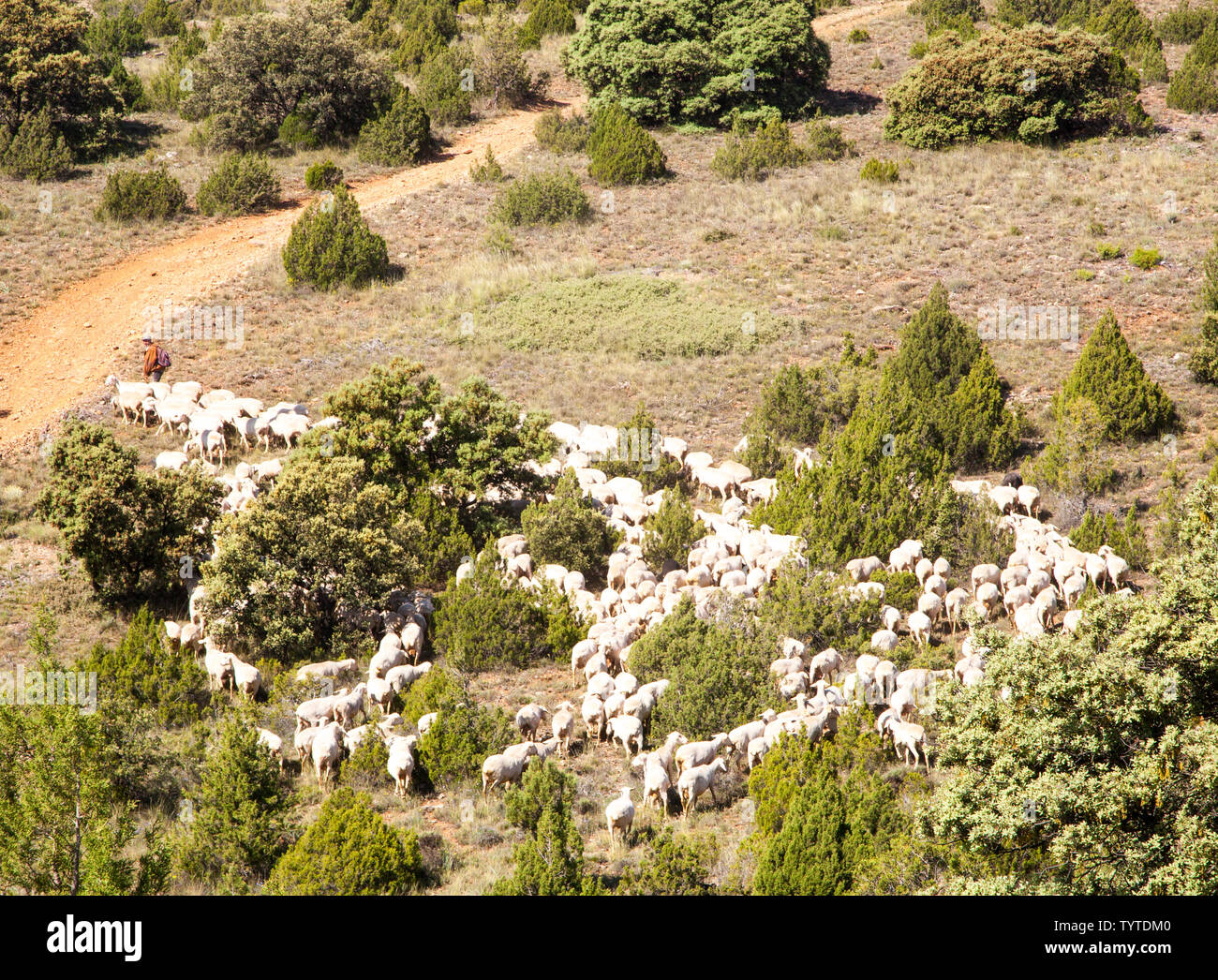 Shepard espagnol menant son troupeau de moutons sur les collines dans la région de Montes Universales près de Albarracin dans la région de l''Aragon Espagne Banque D'Images