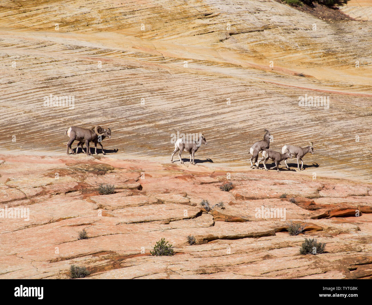 Groupe des chèvres de montagne sauvages, Zion National Park, Utah Banque D'Images