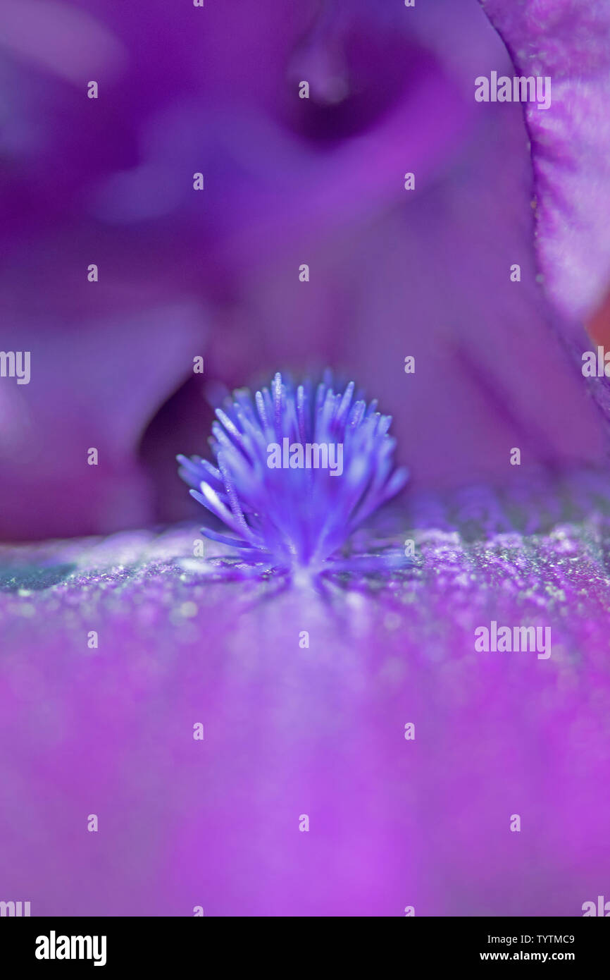 Macro extrême gros plan de l'étamine bleuâtre sur un iris violet foncé s'épanouissent dans mon jardin Banque D'Images
