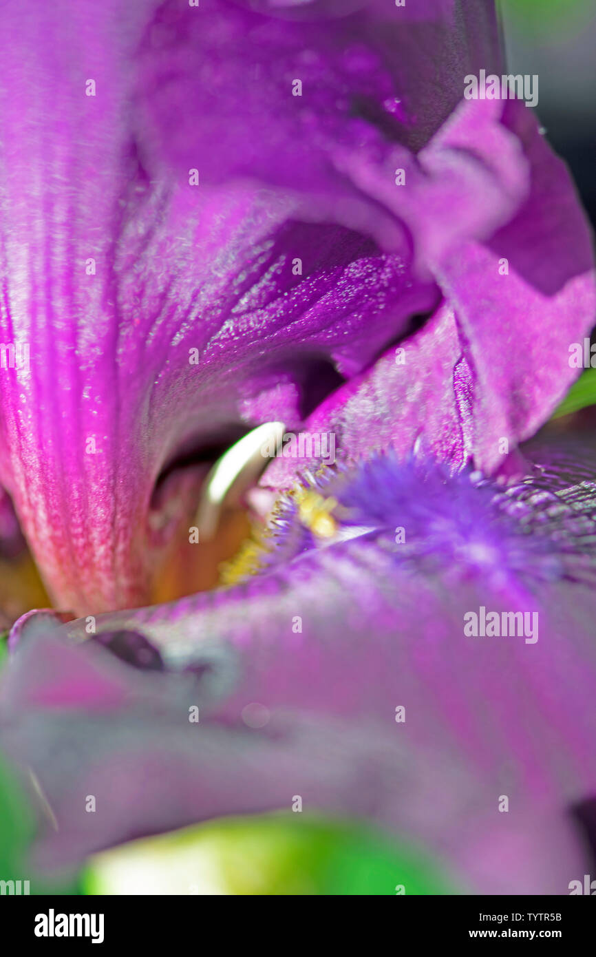 Macro extrême gros plan de l'étamine bleuâtre sur un iris violet foncé s'épanouissent dans mon jardin Banque D'Images