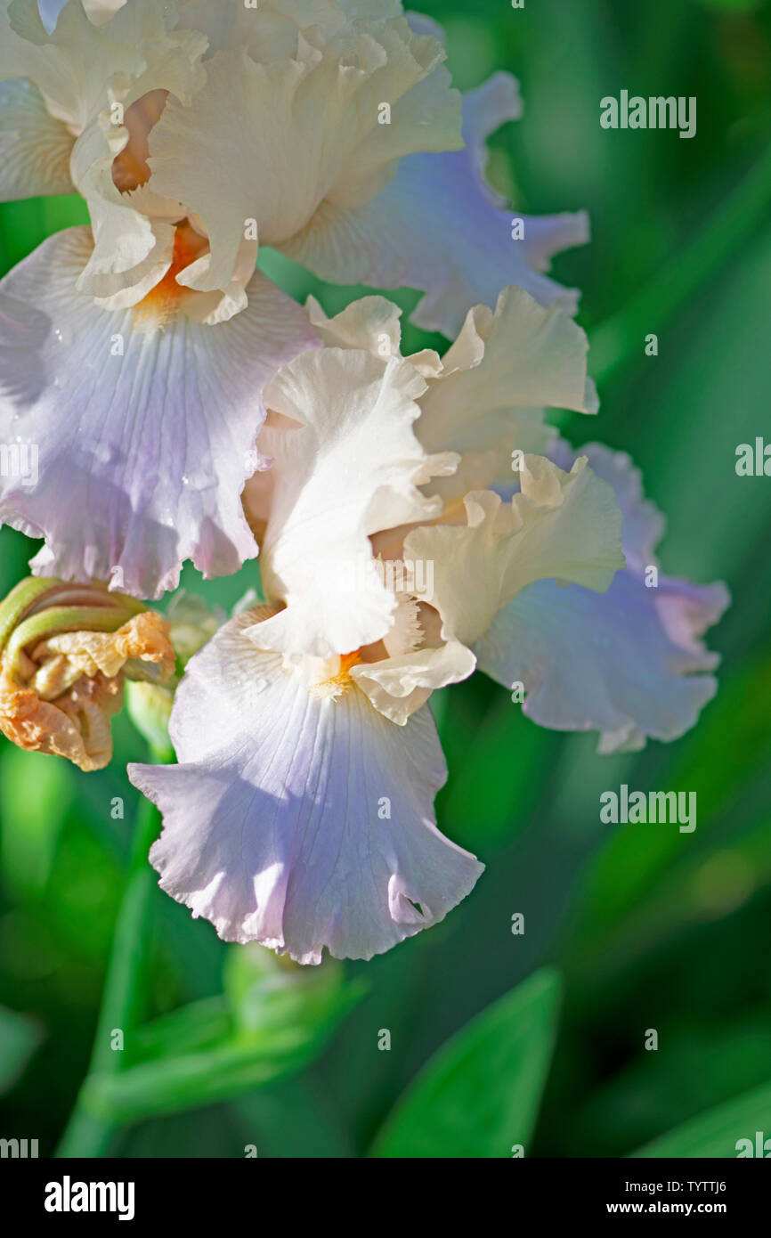 Fleurs d'iris bleu et blanc dans mon jardin en Caroline du Nord Banque D'Images