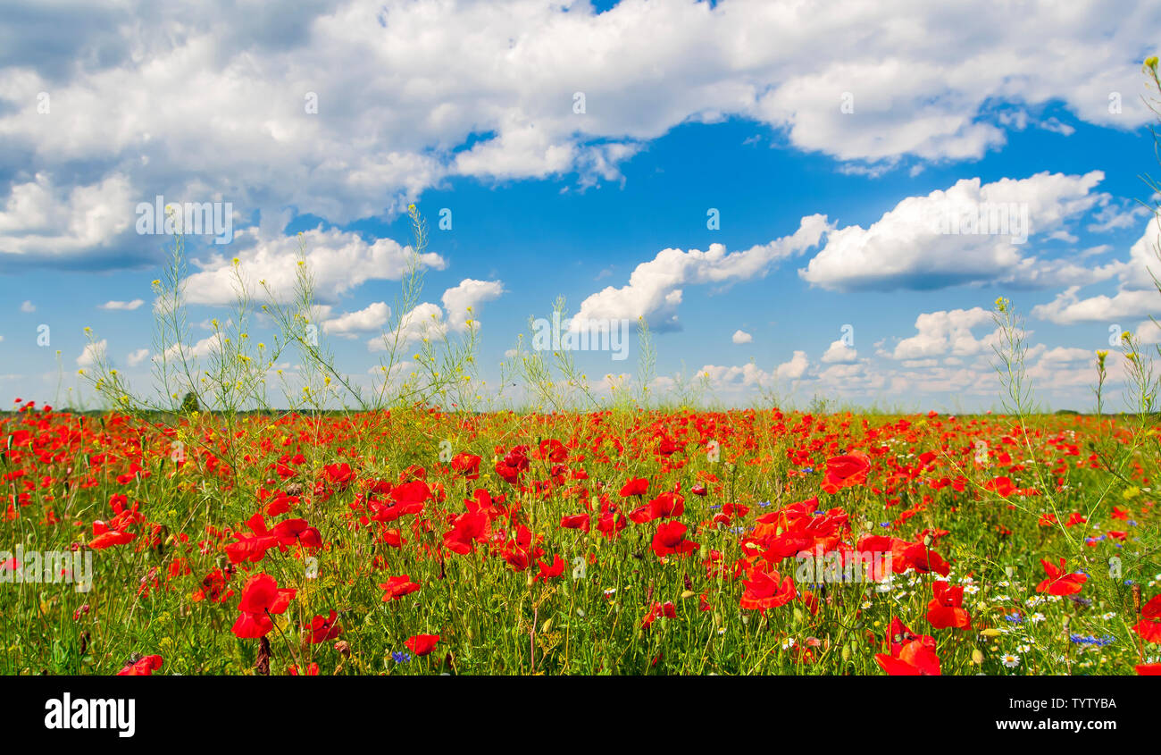 Le pavot (Papaver somniferum) Champ de fleur en été avec ciel assombri. Banque D'Images