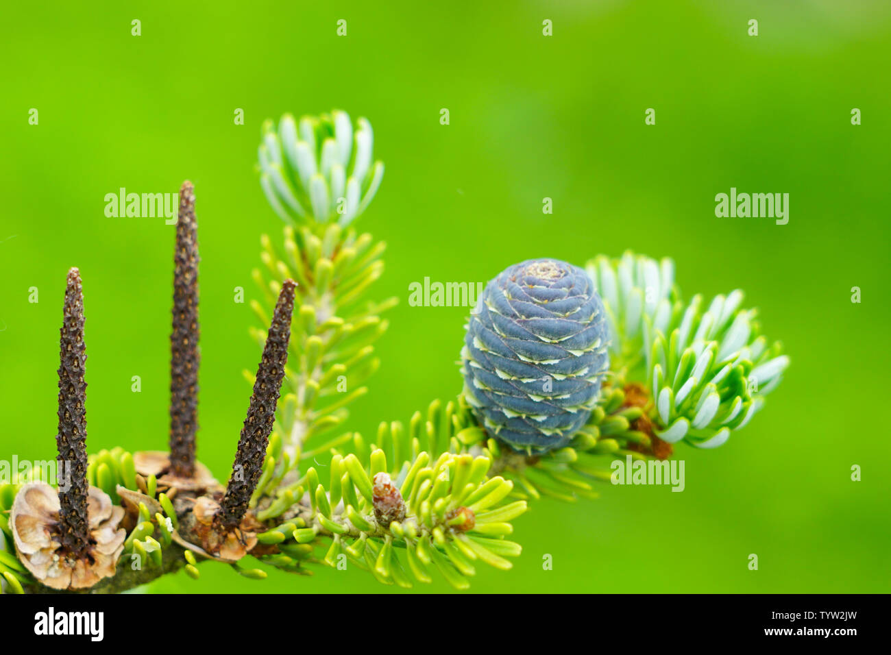 Vue rapprochée de la pommes de pins sur les branches vertes Banque D'Images