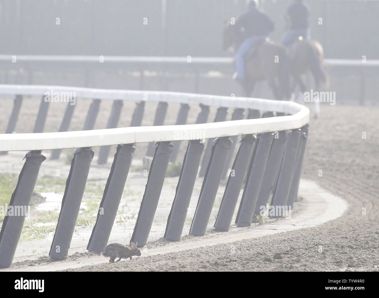 Un lapin traverse la piste de course que les chevaux s'entraîner tôt le matin à Belmont Park le jeudi précédant la 151e exécution de la Belmont Stakes Elmont dans New York le 6 juin 2019. Photo de John Angelillo/UPI Banque D'Images