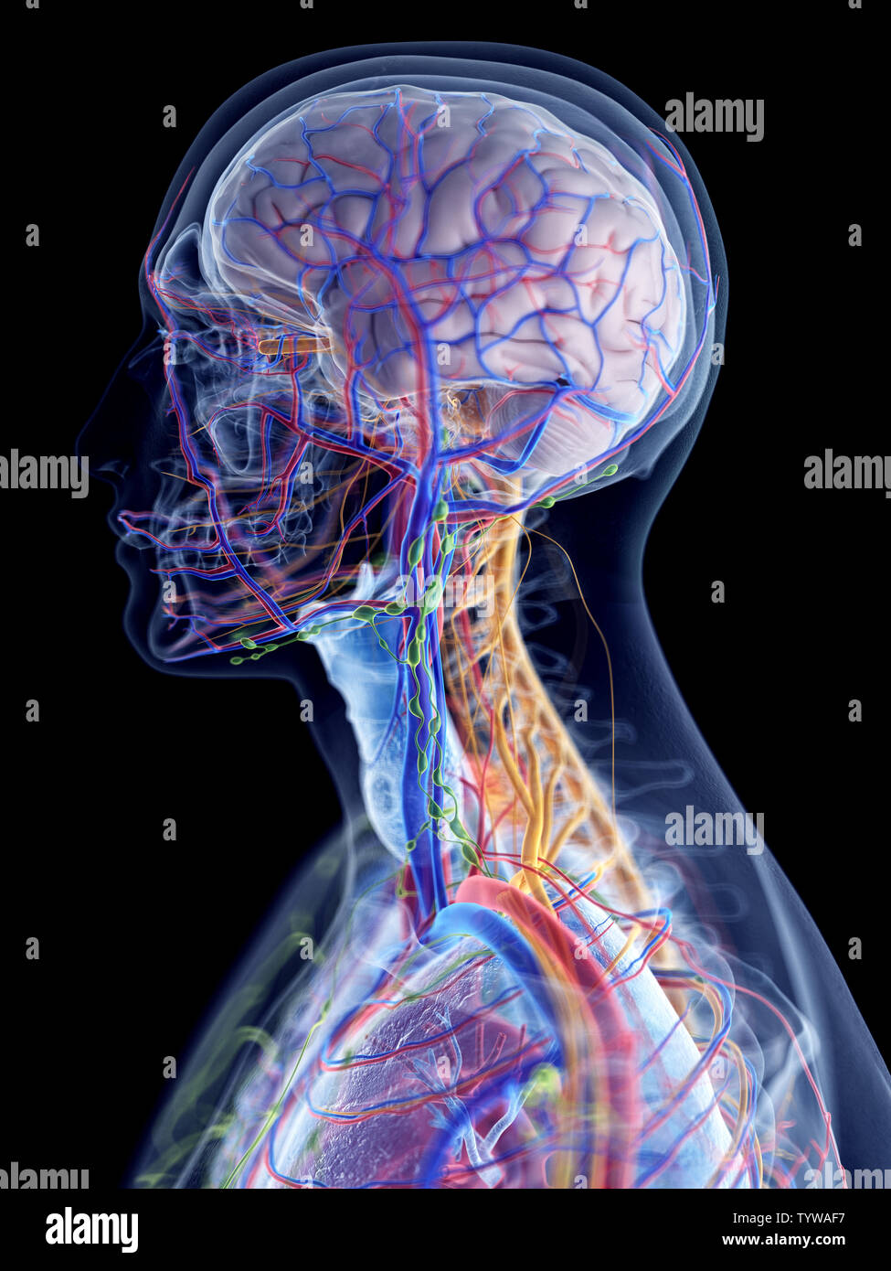 Rendu 3D précis médicalement illustration de l'anatomie de la tête et du cou Banque D'Images