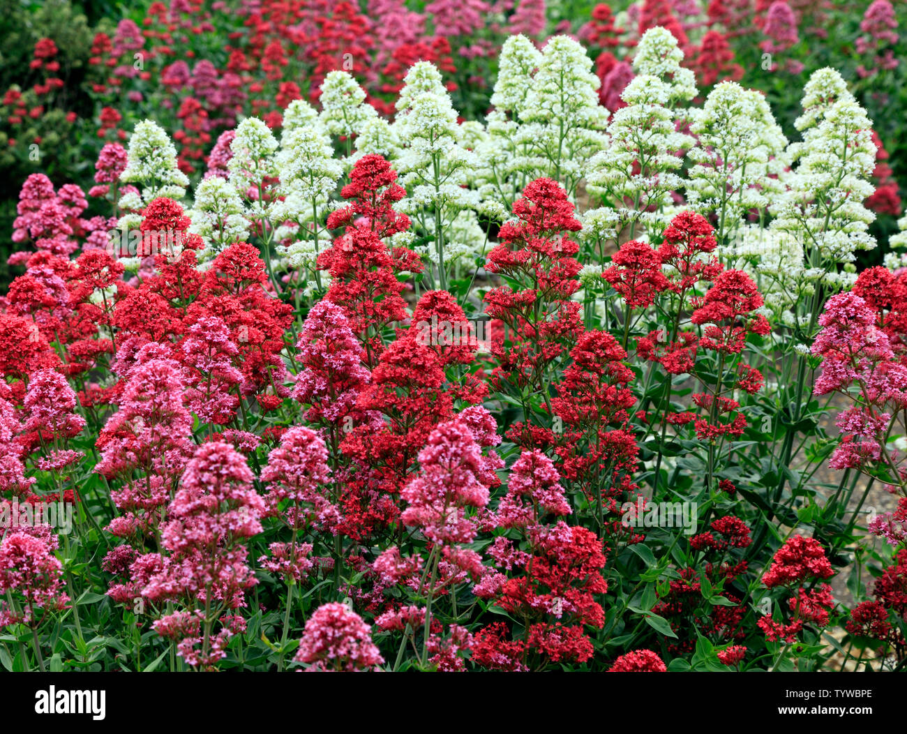 Centranthus ruber, rouge, rose, blanc variétés Banque D'Images