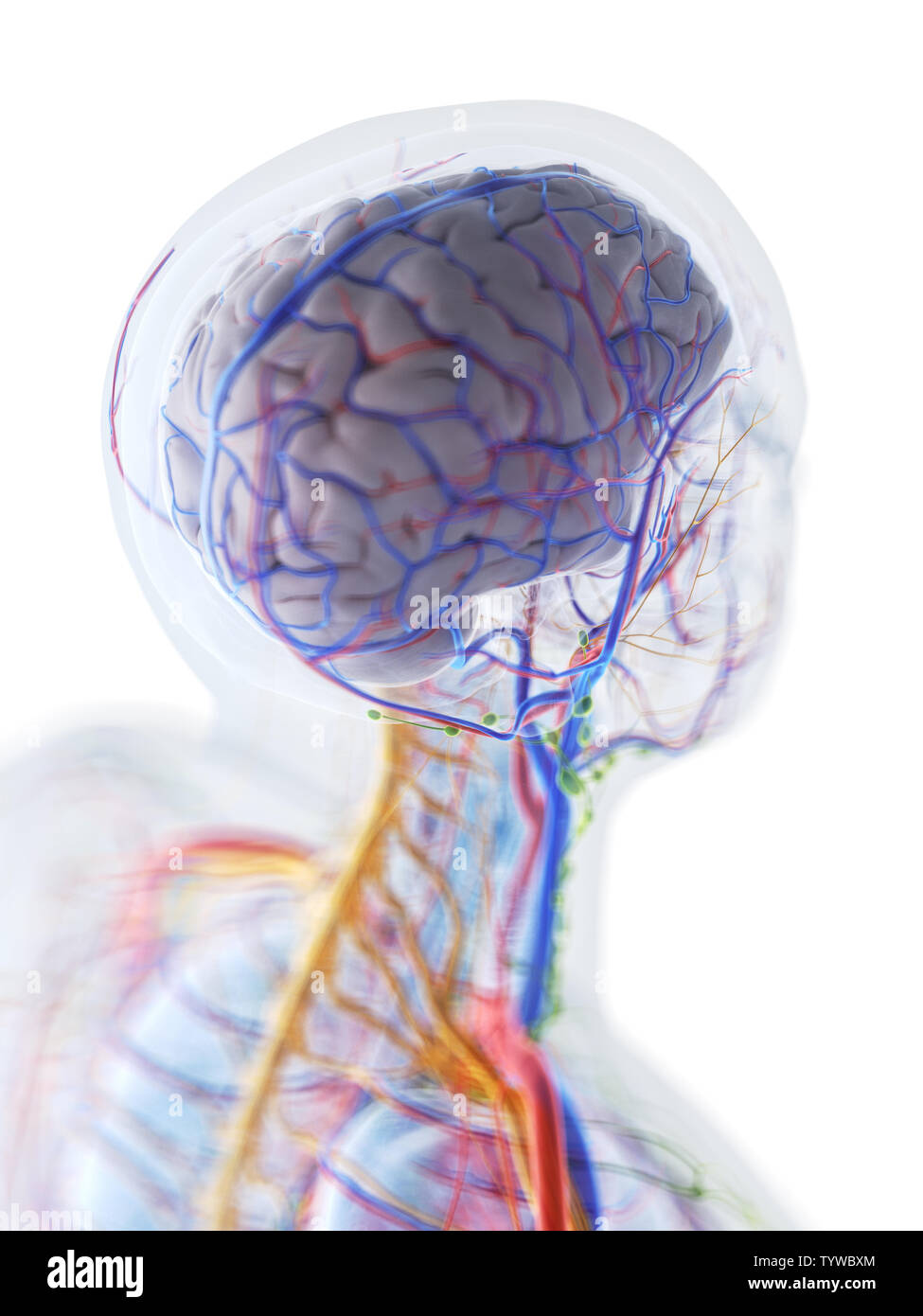 Médicalement en rendu 3d illustration précise de l'anatomie du cerveau humain Banque D'Images