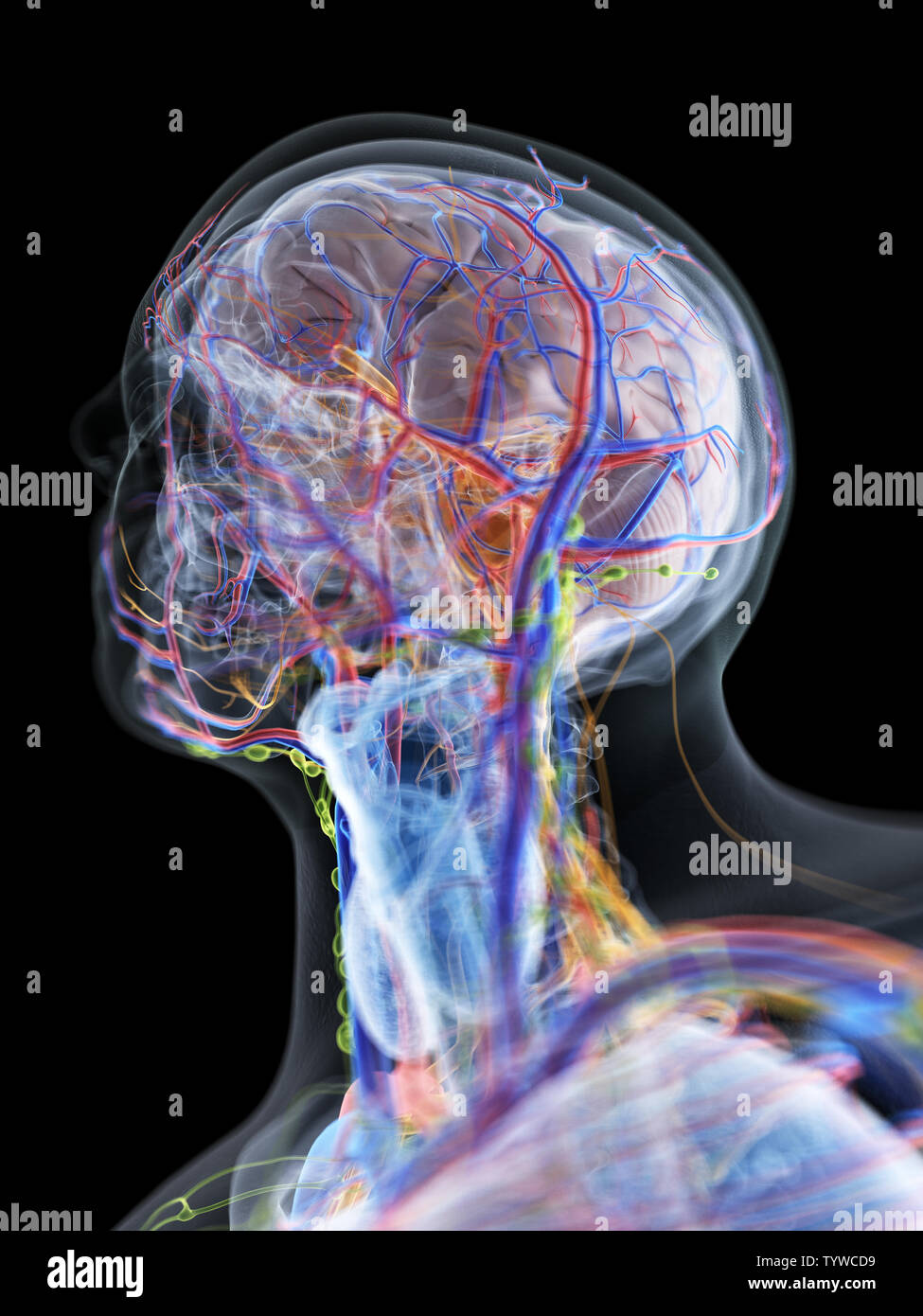 Rendu 3D précis médicalement illustration de l'anatomie de la tête et du cou Banque D'Images