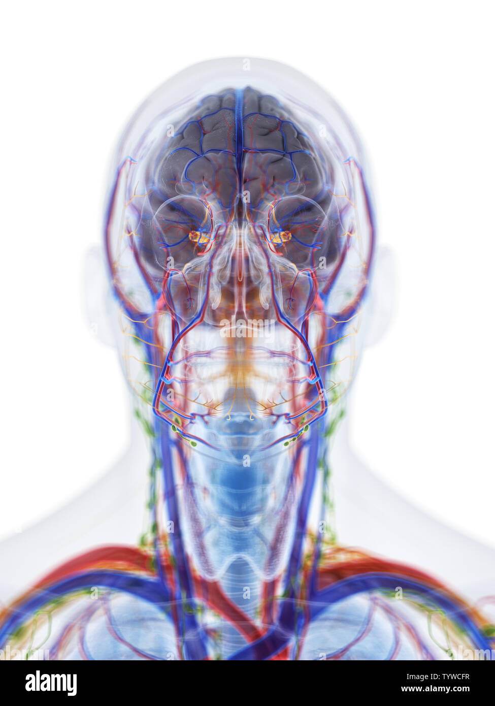 Rendu 3D précis médicalement illustration de l'anatomie de la tête et du cou Banque D'Images