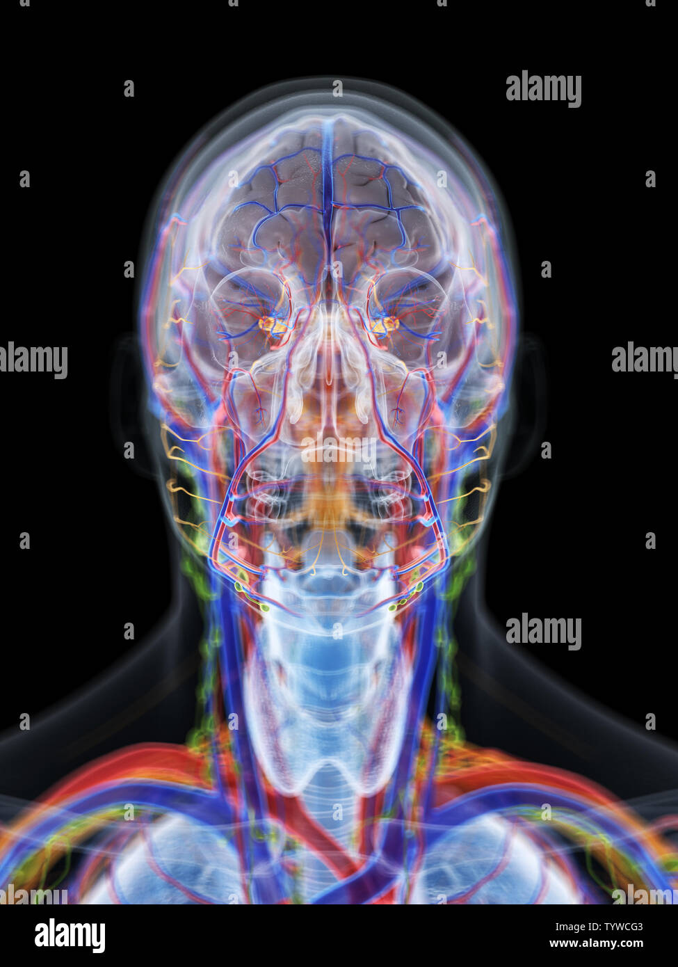 Rendu 3D précis médicalement illustration de l'anatomie de la tête et du cou Banque D'Images
