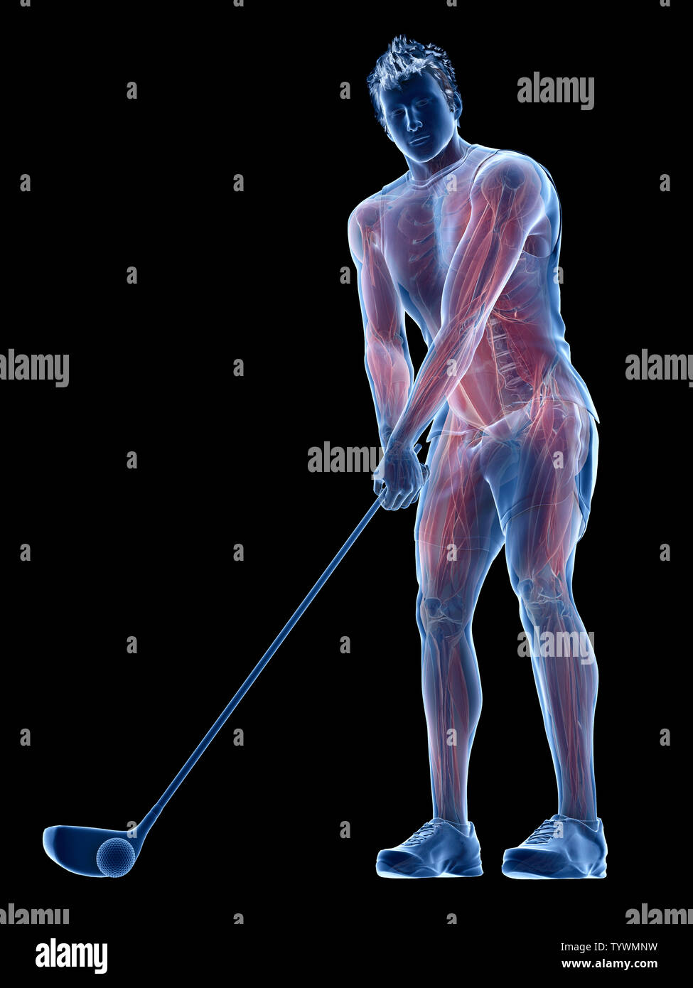 Médicalement en rendu 3d illustration précise des muscles d'un joueur de golf Banque D'Images