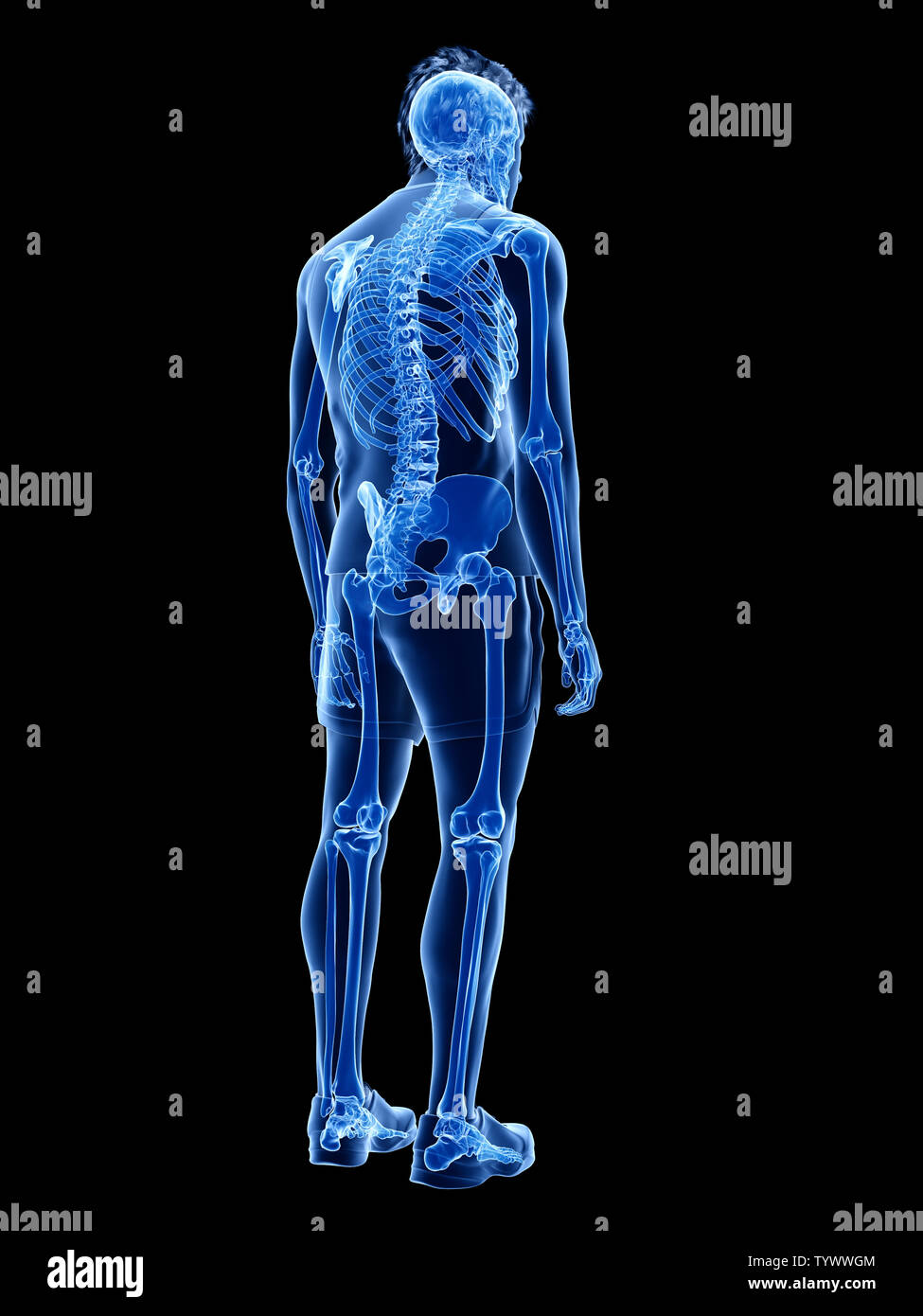 Médicalement en rendu 3d illustration de la précision du système squelettique humain Banque D'Images