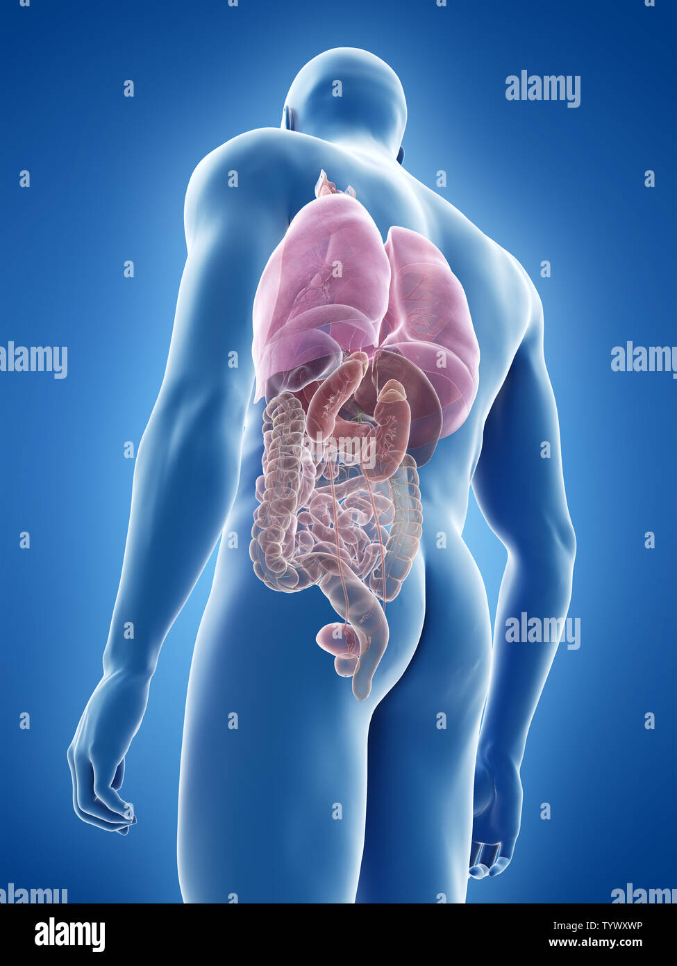 Rendu 3D précis médicalement illustration de l'organes Banque D'Images