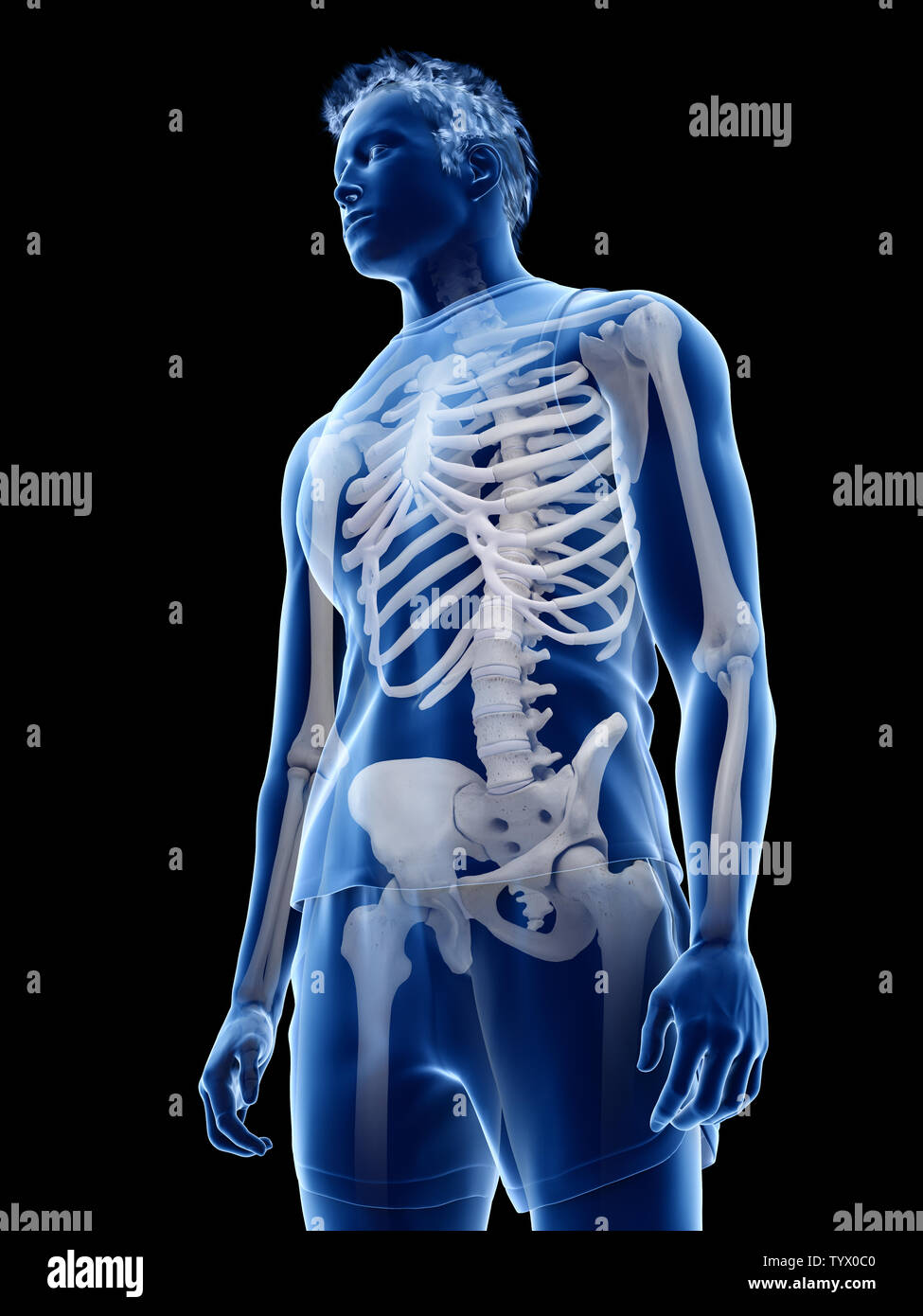 Médicalement en rendu 3d illustration de la précision du système squelettique humain Banque D'Images