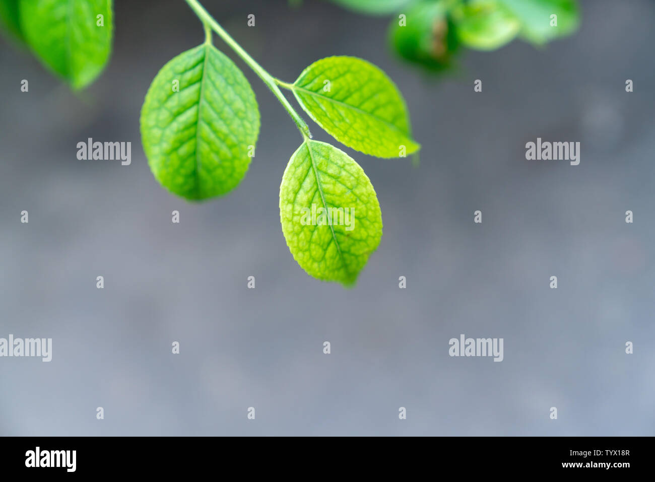 Ce n'est qu'une petite extension de feuilles vertes à la fin d'un close-up c'est un close-up de la fin d'une petite feuille verte qui se déroulait juste Banque D'Images