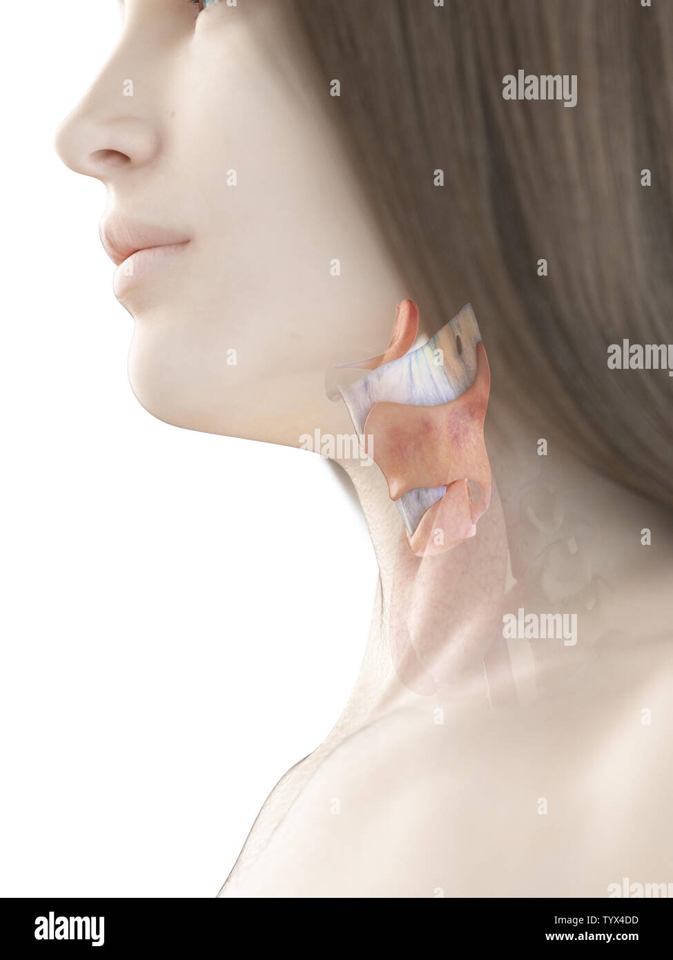 Rendu 3D précis médicalement illustration d'un larynx womans Banque D'Images