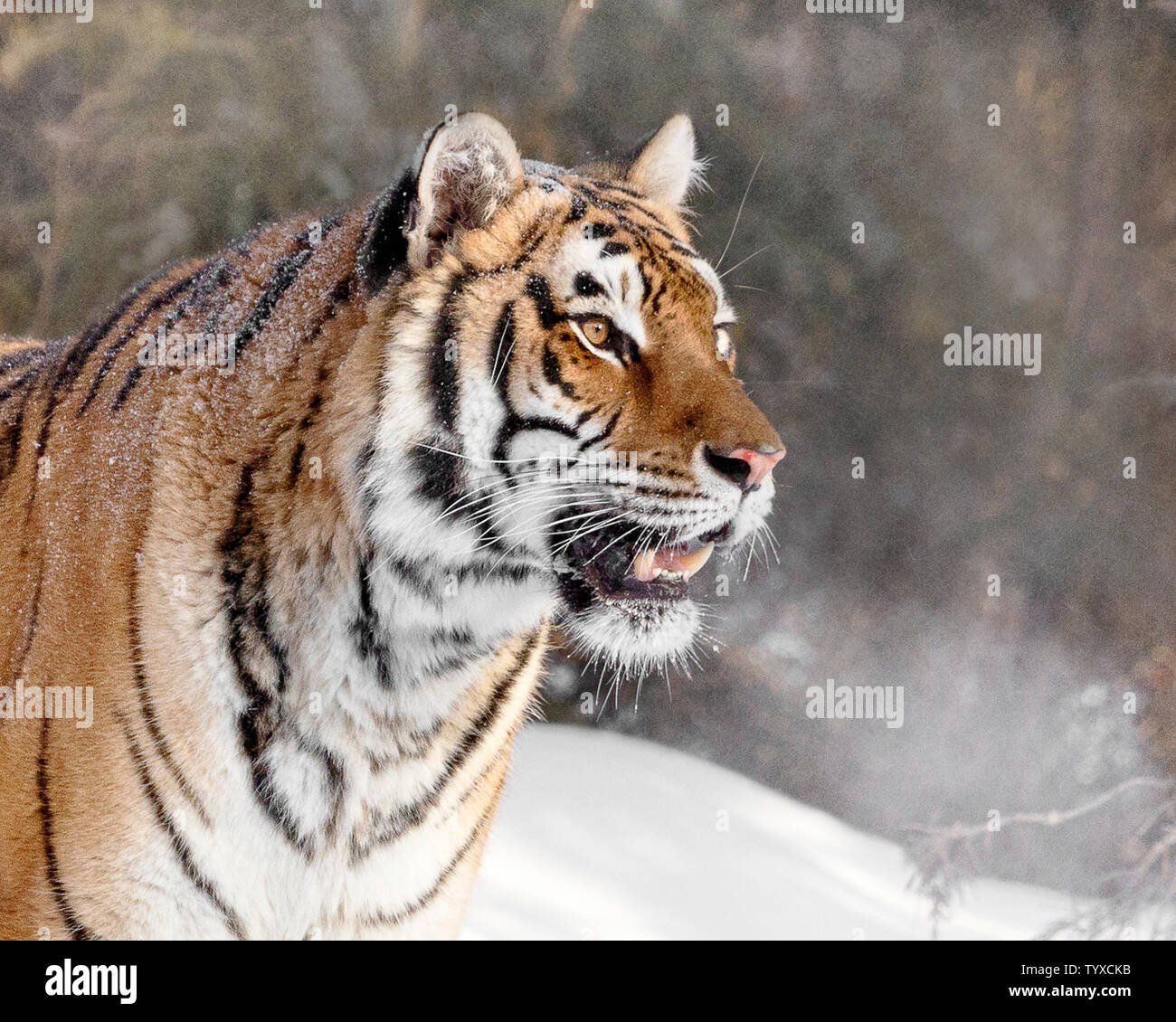 Le tigre est le plus grand des félins et peut être à 11 ft et jusqu'à 670 livres. Il s'agit d'un sibérien est la plus grande des félins. Banque D'Images