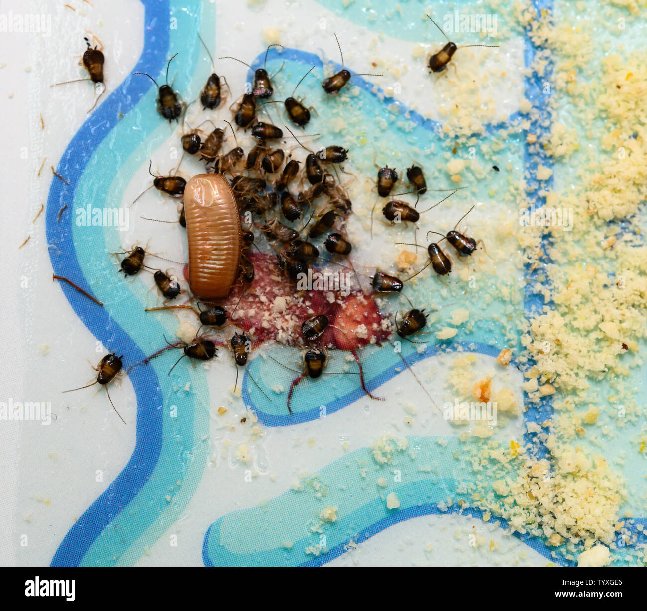Sac D Oeufs De Blattes Avec Beaucoup De Cafards Bebe Colle Sur Un Catcher Photo Stock Alamy