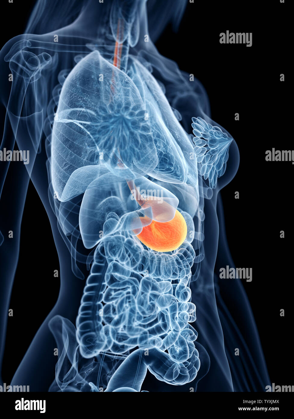 Médicalement en rendu 3d illustration d'un précis de l'estomac de womans Banque D'Images