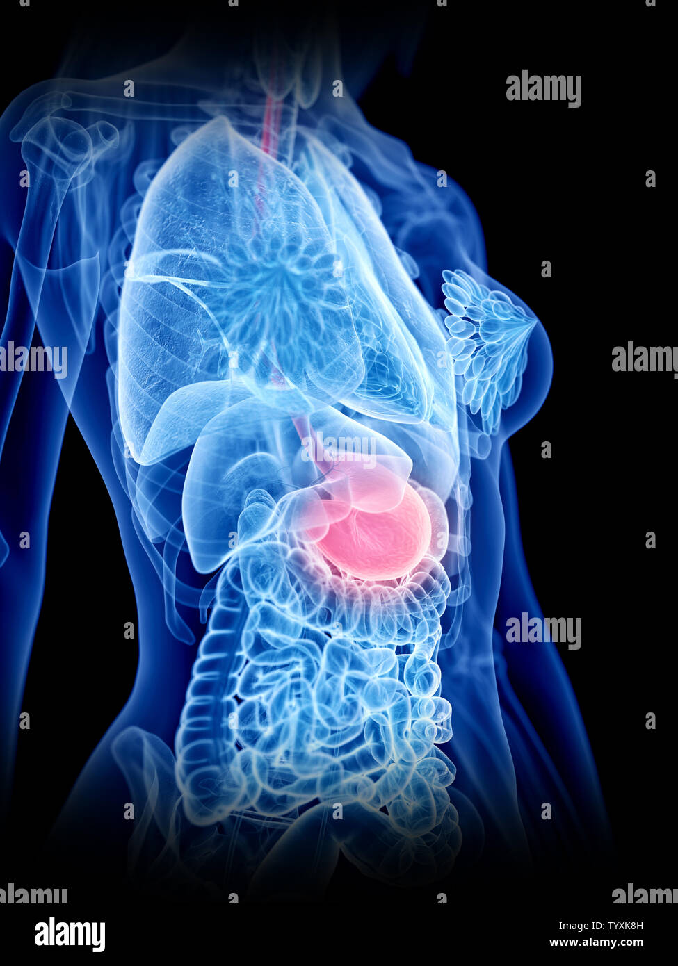 Médicalement en rendu 3d illustration d'un précis de l'estomac de womans Banque D'Images