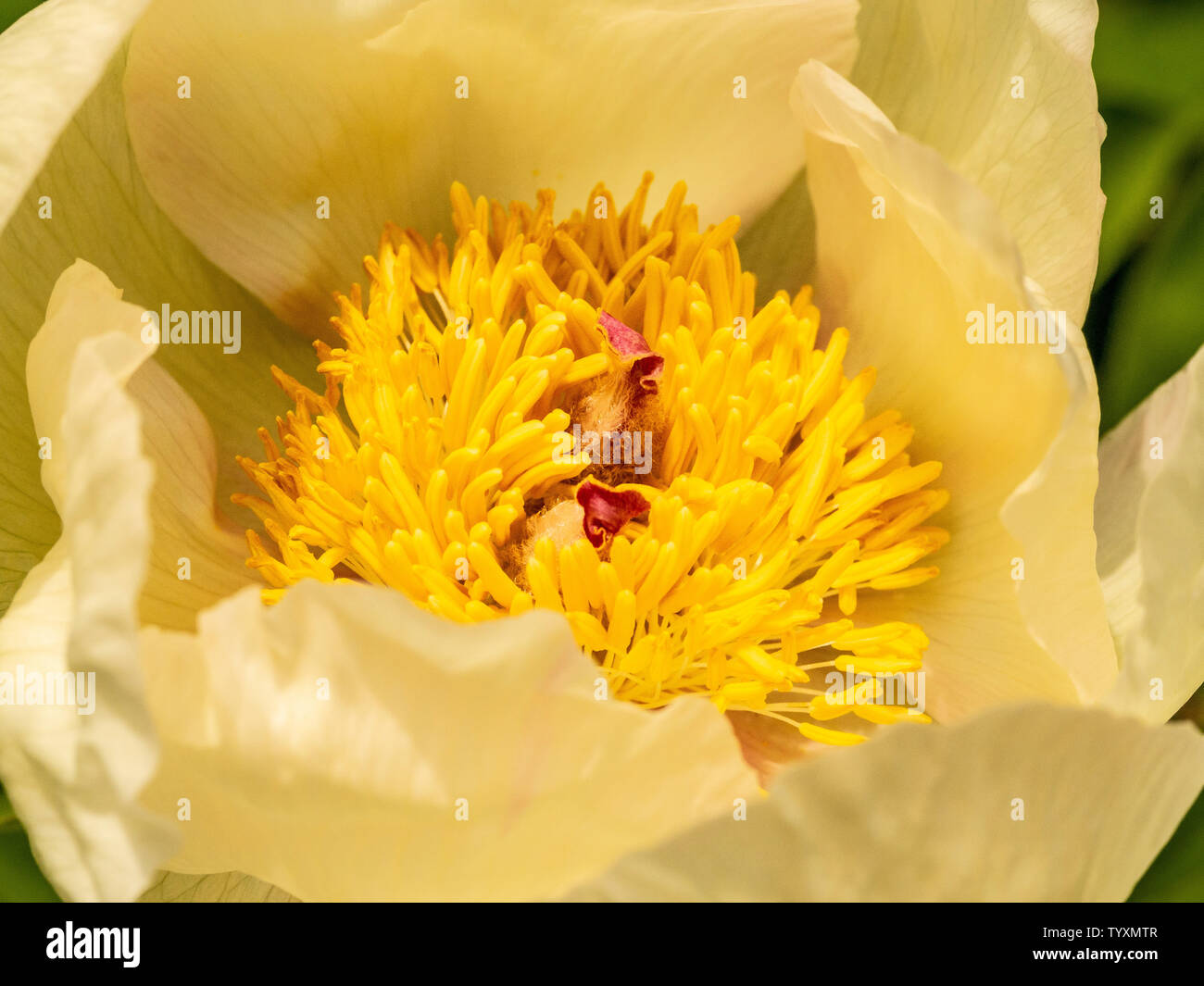 Close-up du jaune orangé de la pivoine pétalée blanche Paeonia Starlight. Banque D'Images Close-up du jaune orangé de la pivoine pétalée blanche Paeonia Starlight. Banque D'Images