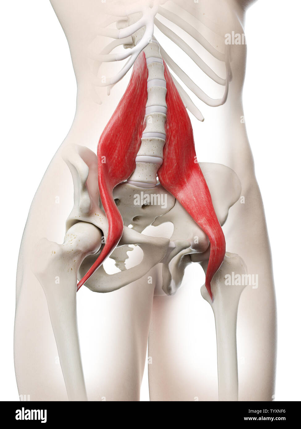 Médicalement en rendu 3d illustration d'un précise womans psoas major Banque D'Images
