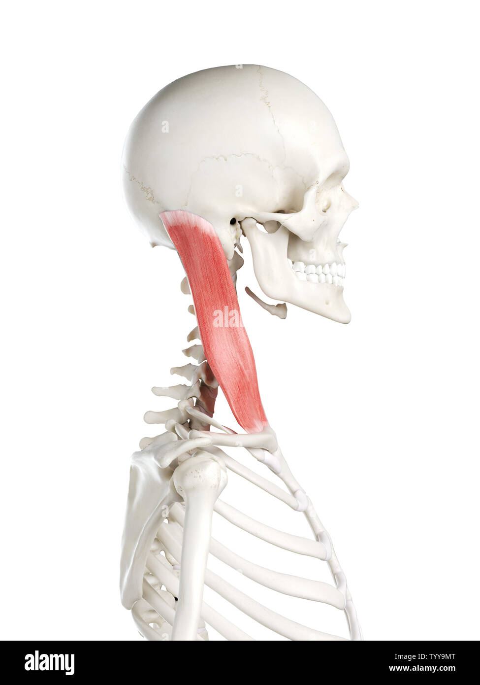 Médicalement en rendu 3d illustration d'un précise sterno-cléido-mastoïdien femelles Banque D'Images