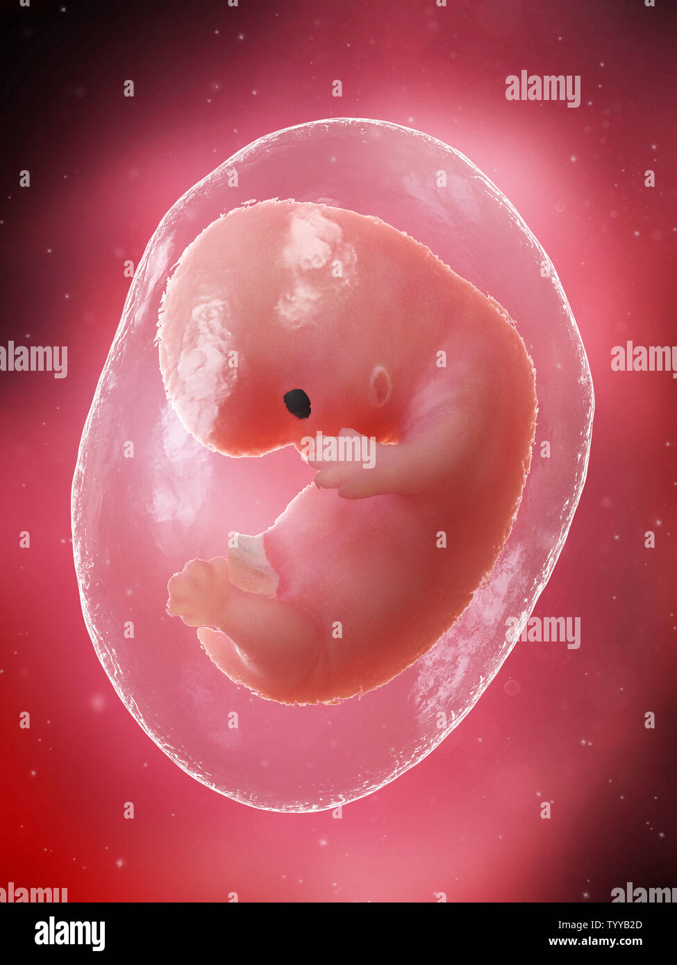 Médicalement en rendu 3d illustration précise d'un foetus - semaine 8 Banque D'Images
