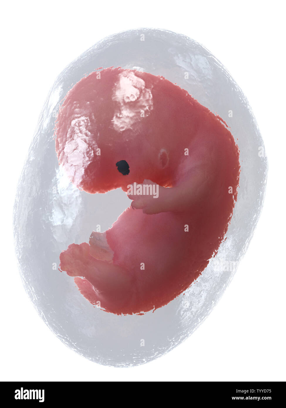 Médicalement en rendu 3d illustration de précision un foetus humain - semaine 8 Banque D'Images