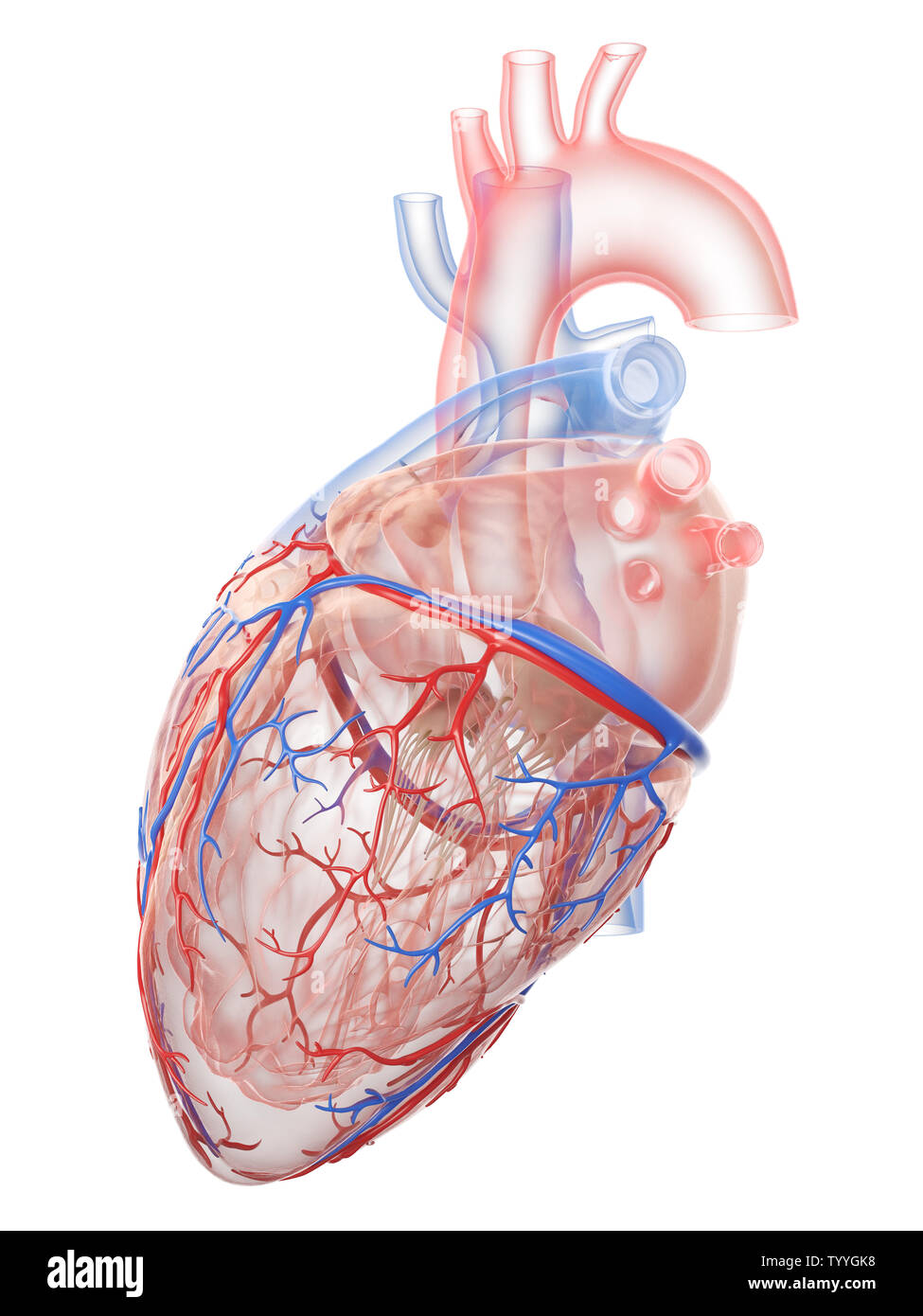 Médicalement en rendu 3d illustration précise de l'anatomie du cœur humain Banque D'Images