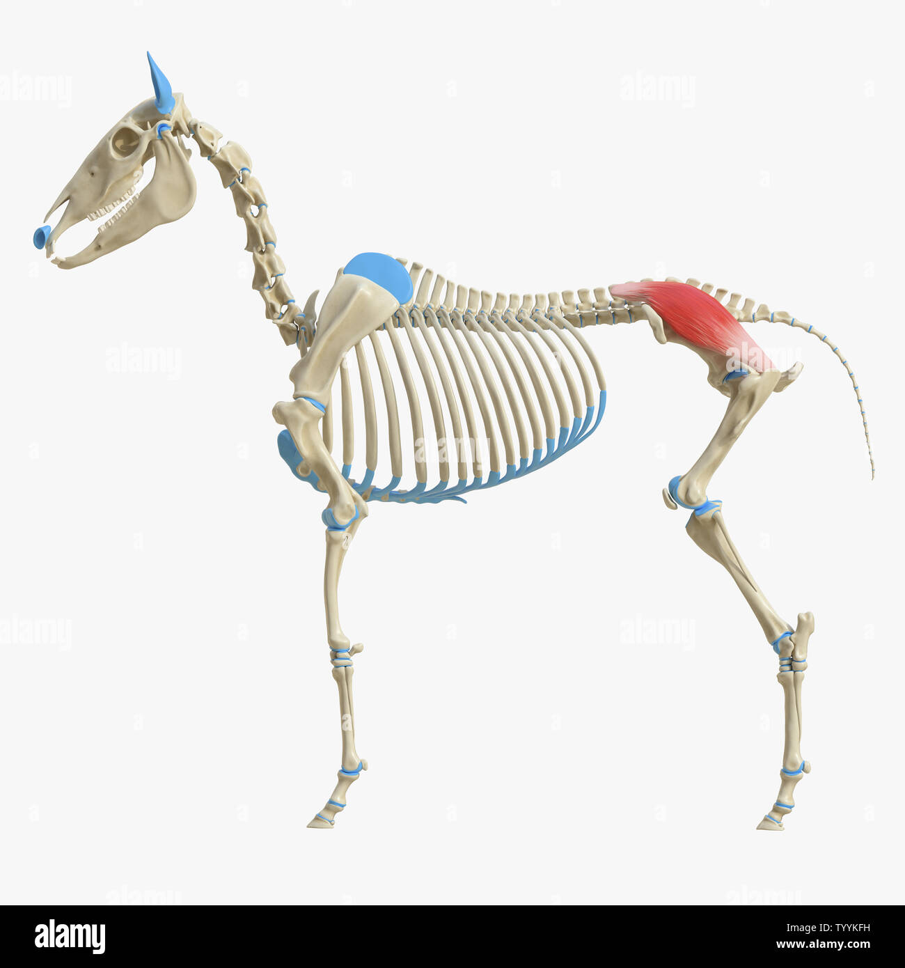 Rendu 3D précis médicalement illustration de l'anatomie équine - muscle gluteus medius Banque D'Images