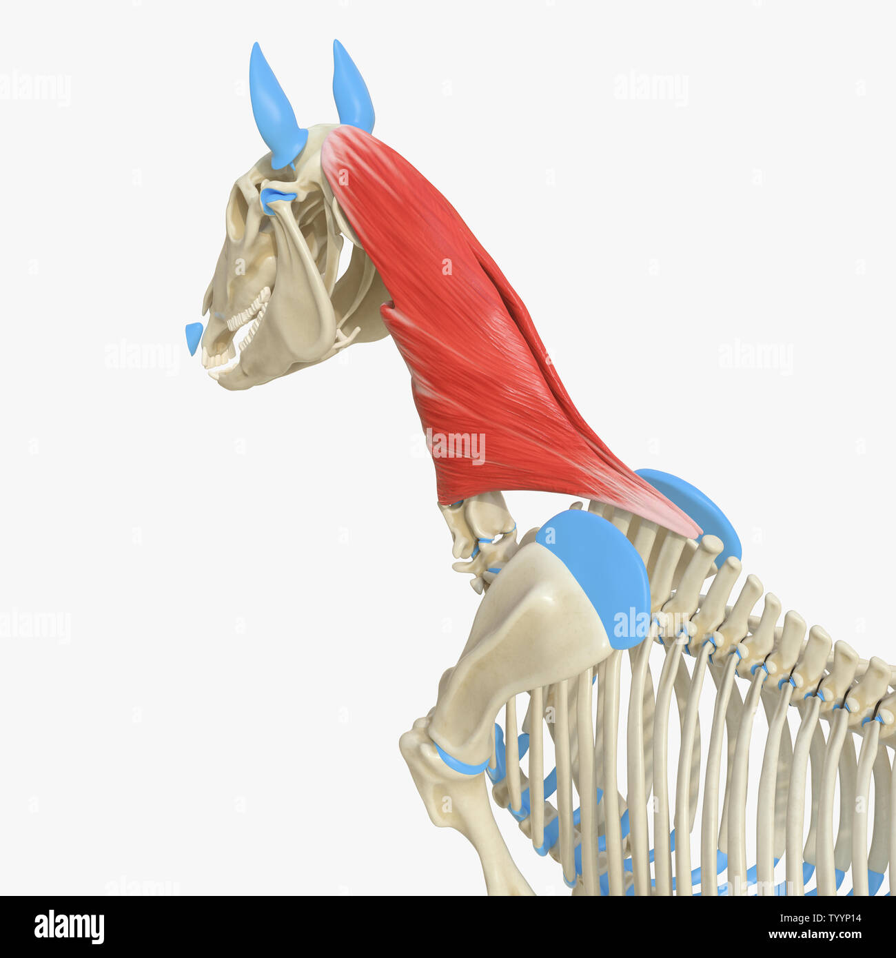 Médicalement en rendu 3d illustration de l'exacte muscle splénius - anatomie équine Banque D'Images