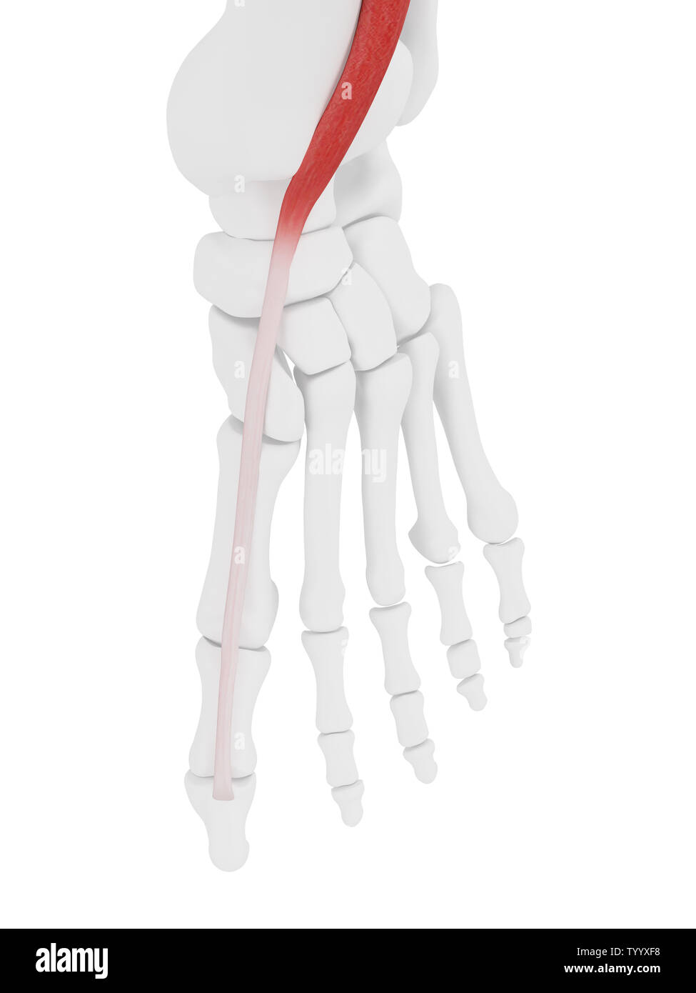 Médicalement en rendu 3d illustration de la précision de l'extenseur hallucis longus Banque D'Images