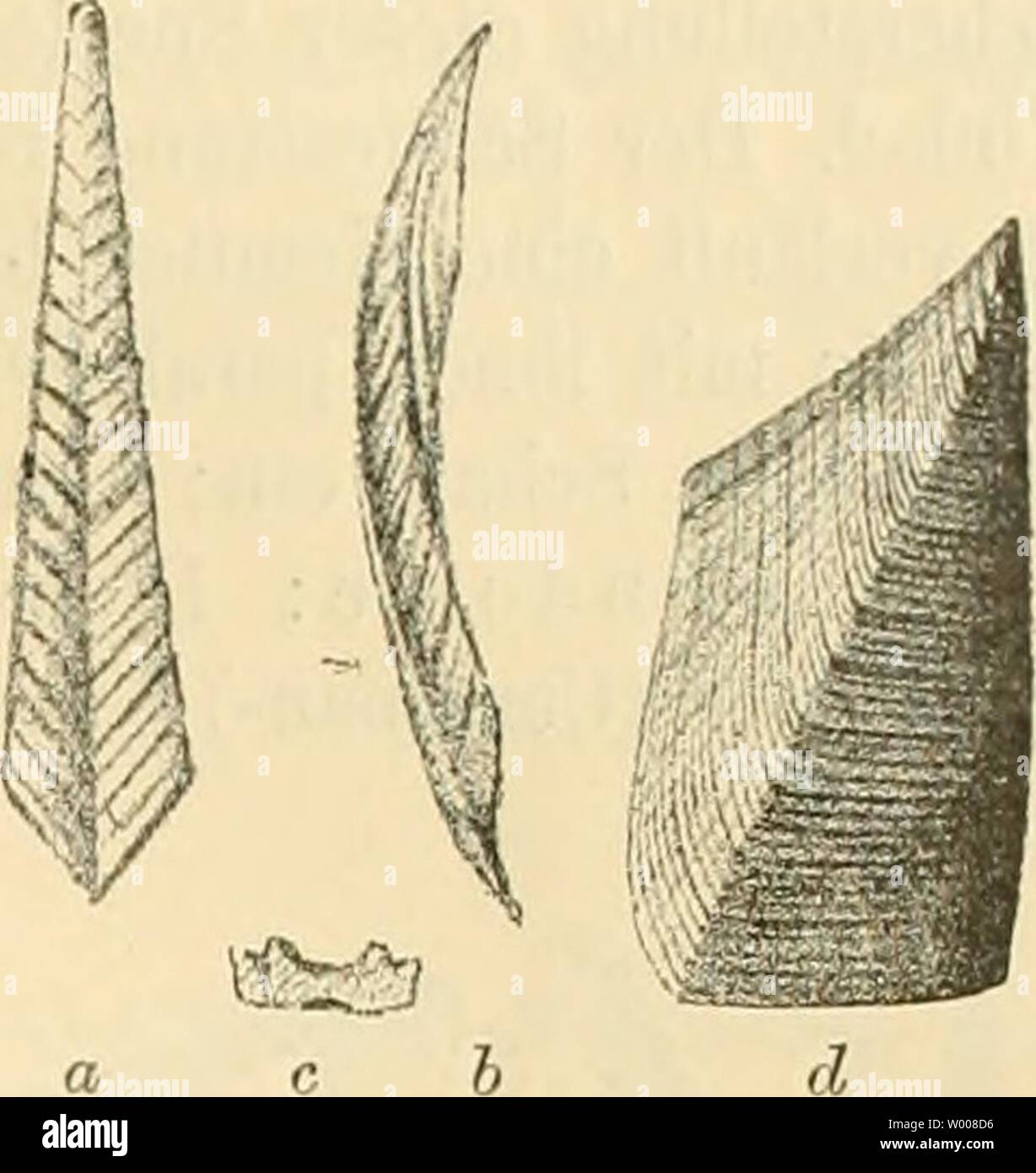 Image d'archive à partir de la page 14 de Die crustaceen kreideformation böhmischen der. Crustaceen bÂhmischen kreideformation die der diecrustaceender00fria Année : 1887 Familie Lepadidae. Figure 3. Scaipellum quadratutn, Darw. aâ(â Cat-ina von Kamajk l'mal ver- grössert, un von oben, h von d. Seite, c Querschnitt, d Scutum von¶vergrà 4Lan mal ssert. Banque D'Images