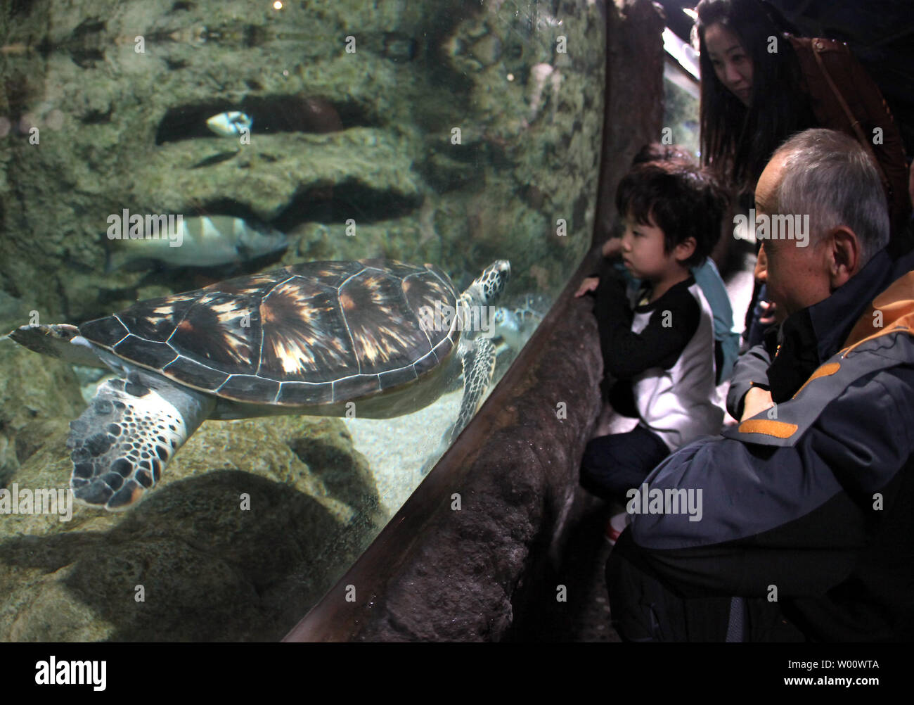 Une tortue de mer vérifie sur un groupe de chinois à Beijing's Blue Zoo Aquarium, le plus grand de son genre en Asie, le 31 mars 2011. L'aquarium du réservoir principal détient 3,5 millions de litres d'eau salée artificiellement produite qui soutient une gamme complète l'éco-système et permet à des milliers de poissons à prospérer dans un environnement aussi naturel que possible. UPI/Stephen Shaver Banque D'Images