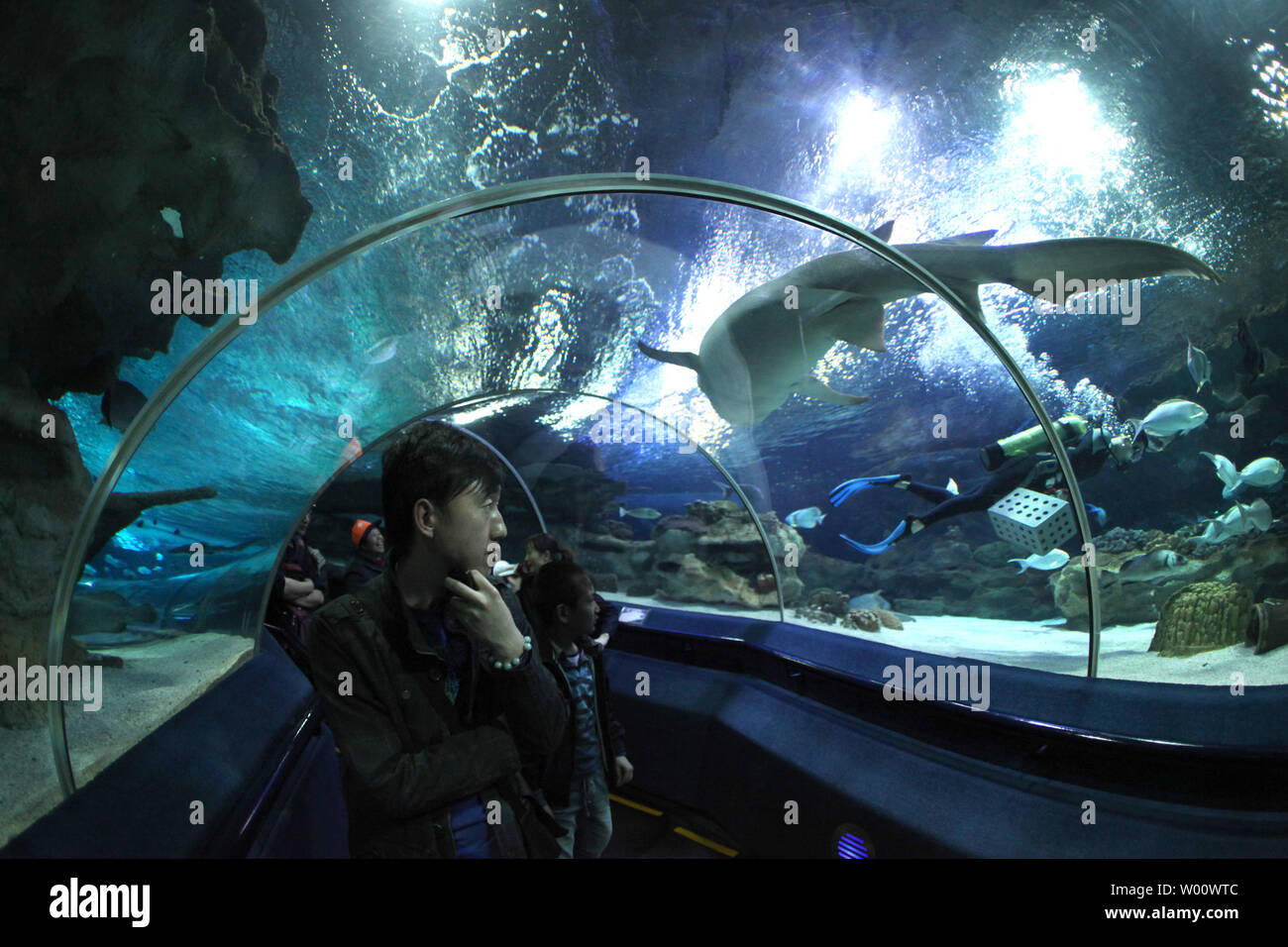 Regardez comme chinois un requin et scuba diver nager dans l'aquarium du zoo de Beijing bleu, le plus grand de son genre en Asie, le 31 mars 2011. L'aquarium du réservoir principal détient 3,5 millions de litres d'eau salée artificiellement produite qui soutient une gamme complète l'éco-système et permet à des milliers de poissons à prospérer dans un environnement aussi naturel que possible. UPI/Stephen Shaver Banque D'Images