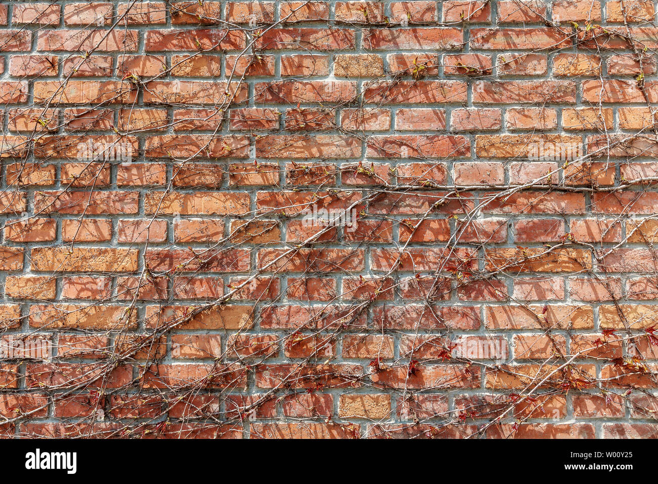 Un mur de briques rouges couverts de vignes séchées. Banque D'Images