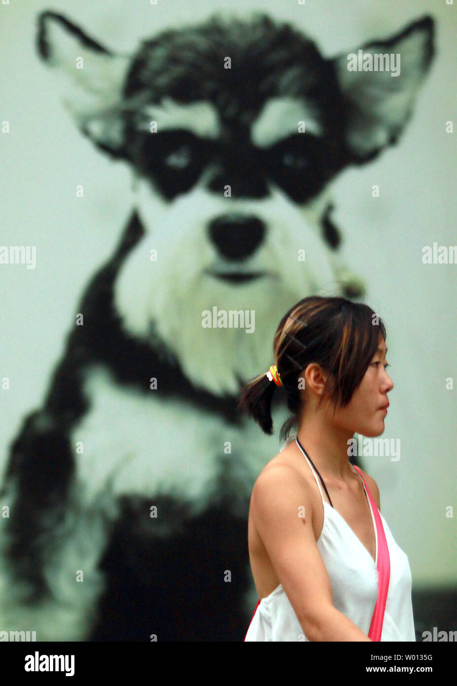Une femme chinoise passe devant un magasin pour animaux de compagnie à Beijing le 7 juin 2013. La Chine est maintenant la maison à certains des plus obsédé d'animaux dans le monde et de posséder un chien, en particulier un coûteux race rare, est un immense symbole de statut. UPI/Stephen Shaver Banque D'Images