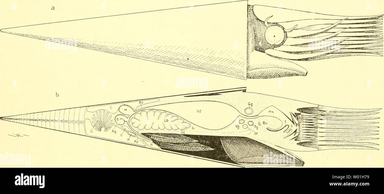 Image d'archive à partir de la page 86 de mourir, j'Cephalopoden Teil (1921). Die Cephalopoden diecephalopodeni, I. Teil1111naef Année : 1921 b. TYPISCHE DER BAU DER CEPHALOPODEN Protorthoceras 79 Namen tragen. Dabeisind ausgestorbenen Endoceratiden les die freilich, näm- Endoceras Piloceras-liche, und verwandte mit ihrem Herling-grudzinski, randständigen Embryonalschale erfüllenden, die ganze Sipho vorläuhg. or Il es Denn nicht nur die la possibilité, sondern eine sogar beträchtliche Wahrscheinlichkeit, daß diese pour Gattungen noch ältere, morphologisch primäre Verhältnisse zeigen, aus dann en d Banque D'Images
