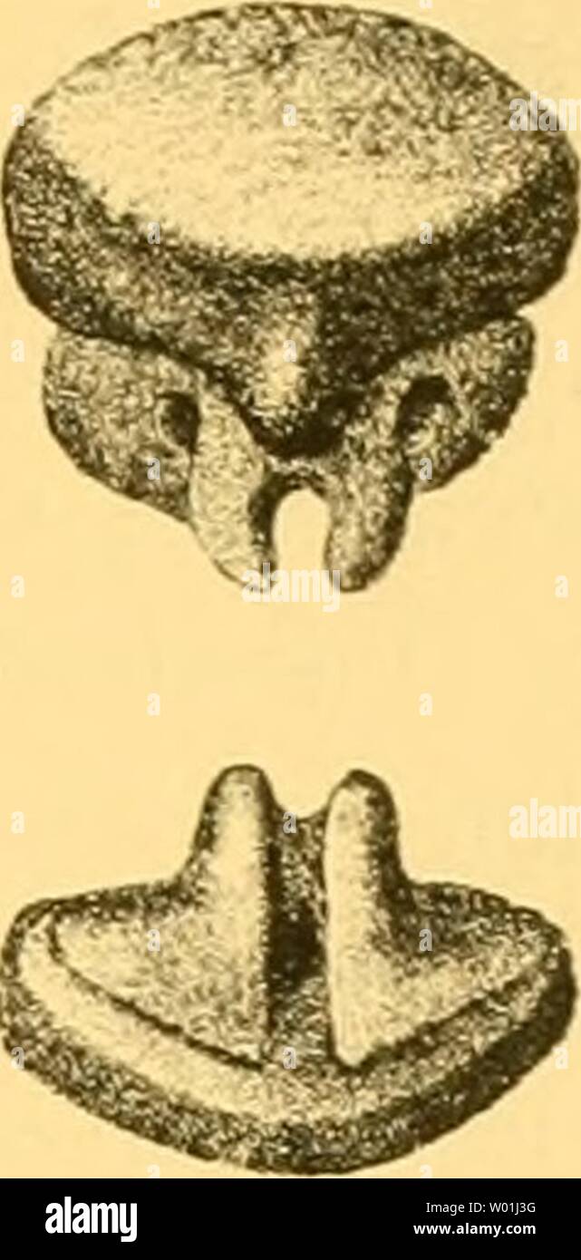 Image d'archive à partir de la page 88 du eocÞnen Selachier die vom Monte. EocÞnen Selachier die vom Monte Bolca : ein Beitrag zur Morphogenie Wirbelthiere dieeocnensel der00jaek Année : 1894 - 77 le besprechenden nachher zu Der Zahn isi hier von aussen abgebildet Fig. 7. Zahn von Rhyncho- batvs Vincent/ n sp. aus dem F.ocän (Bruxellien) von Woluwe Saint Lambert bei Brüssel. Die obere Figur von innen, die untere von unten auf die Wurzel gesehen. 7 mal vergrossert Original en Coli. Jaekel. Dans fleher ", Brüssel Zähne mir diese] liberalster Uberliess dans Art und Weise. lässt die Krone von gewölbte Banque D'Images