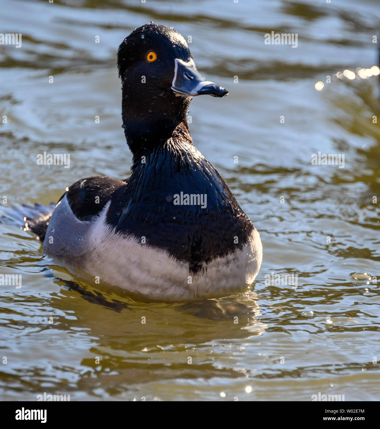 Magnifique canard mâle à col annulaire nageant dans le lac. Oiseau noir et gris. Note grise à rayures et yeux jaunes intenses. Anneau rouge autour du cou. Ensoleillé Banque D'Images