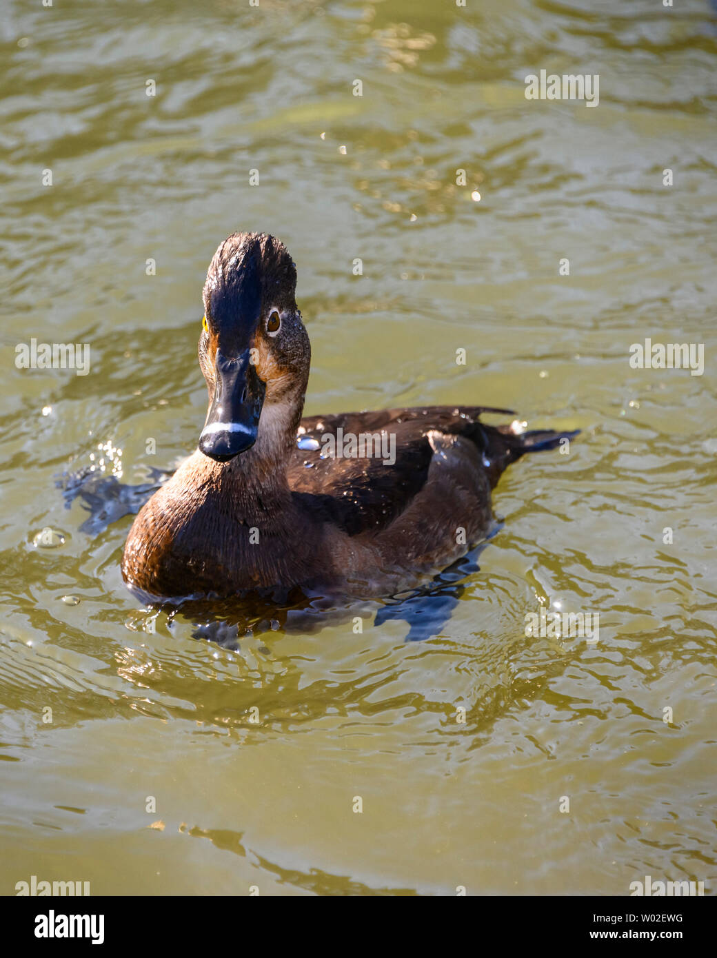 Magnifique canard femelle à col annulaire nageant dans le lac. Oiseau brun à plumes. Note grise à rayures et yeux jaunes intenses. Anneau rouge autour du cou. Ensoleillé, Banque D'Images