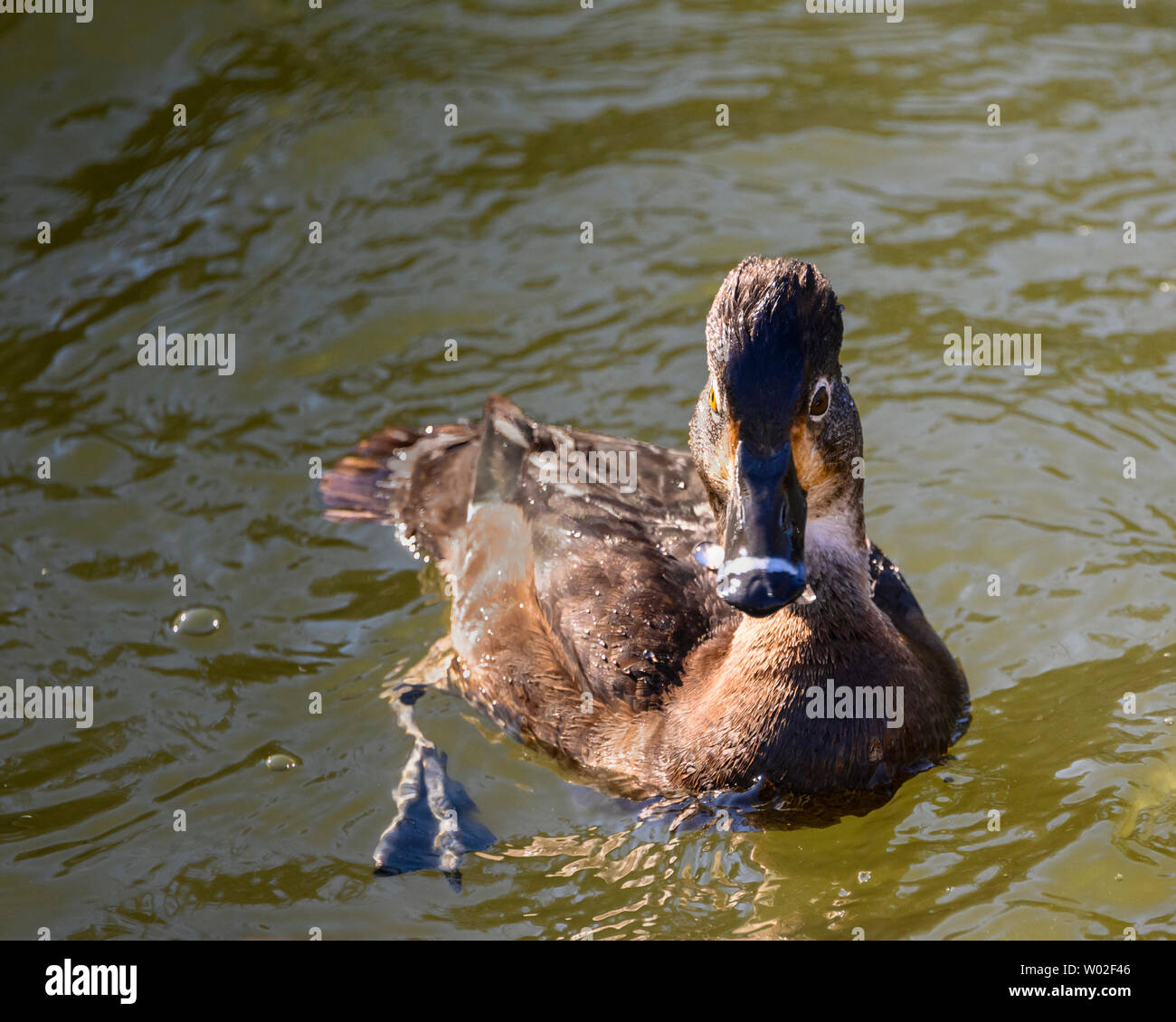 Magnifique canard femelle à col annulaire nageant dans le lac. Oiseau brun à plumes. Note grise à rayures et yeux jaunes intenses. Anneau rouge autour du cou. Ensoleillé, Banque D'Images