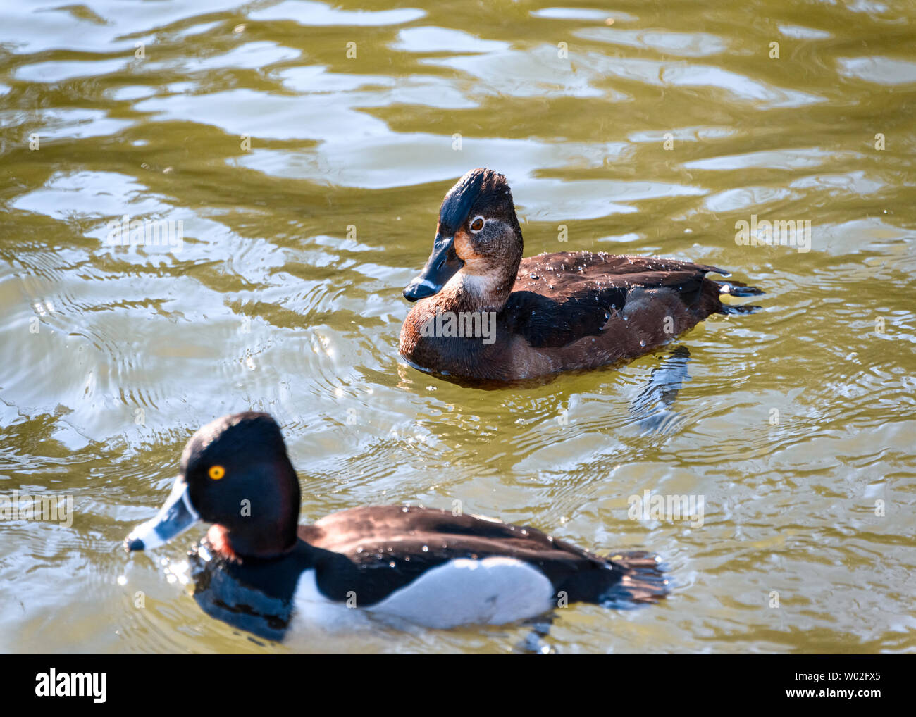 Magnifique canard femelle et mâle à col annulaire nageant dans le lac . Oiseaux bruns et noirs. Note grise à rayures et yeux jaunes intenses. Anneau rouge autour de n Banque D'Images