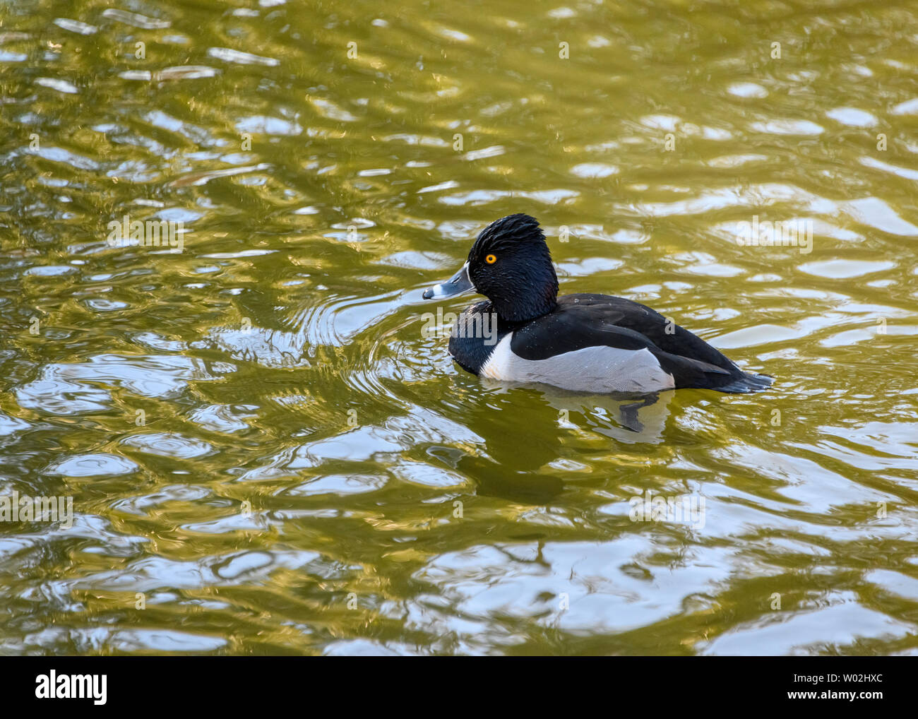 Magnifique canard mâle à col annulaire nageant dans le lac. Oiseau noir et gris. Note grise à rayures et yeux jaunes intenses. Anneau rouge autour du cou. Ensoleillé Banque D'Images